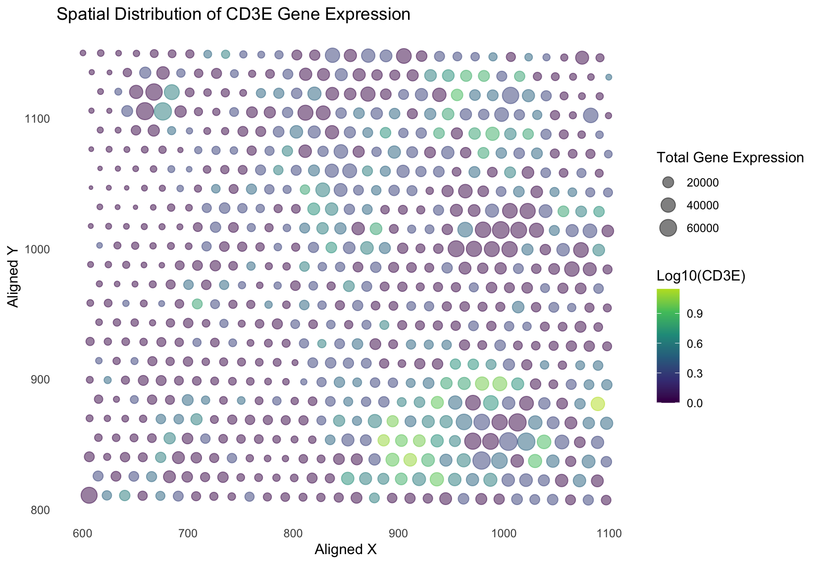 Spatial Distribution of Gene Expression-CD3E