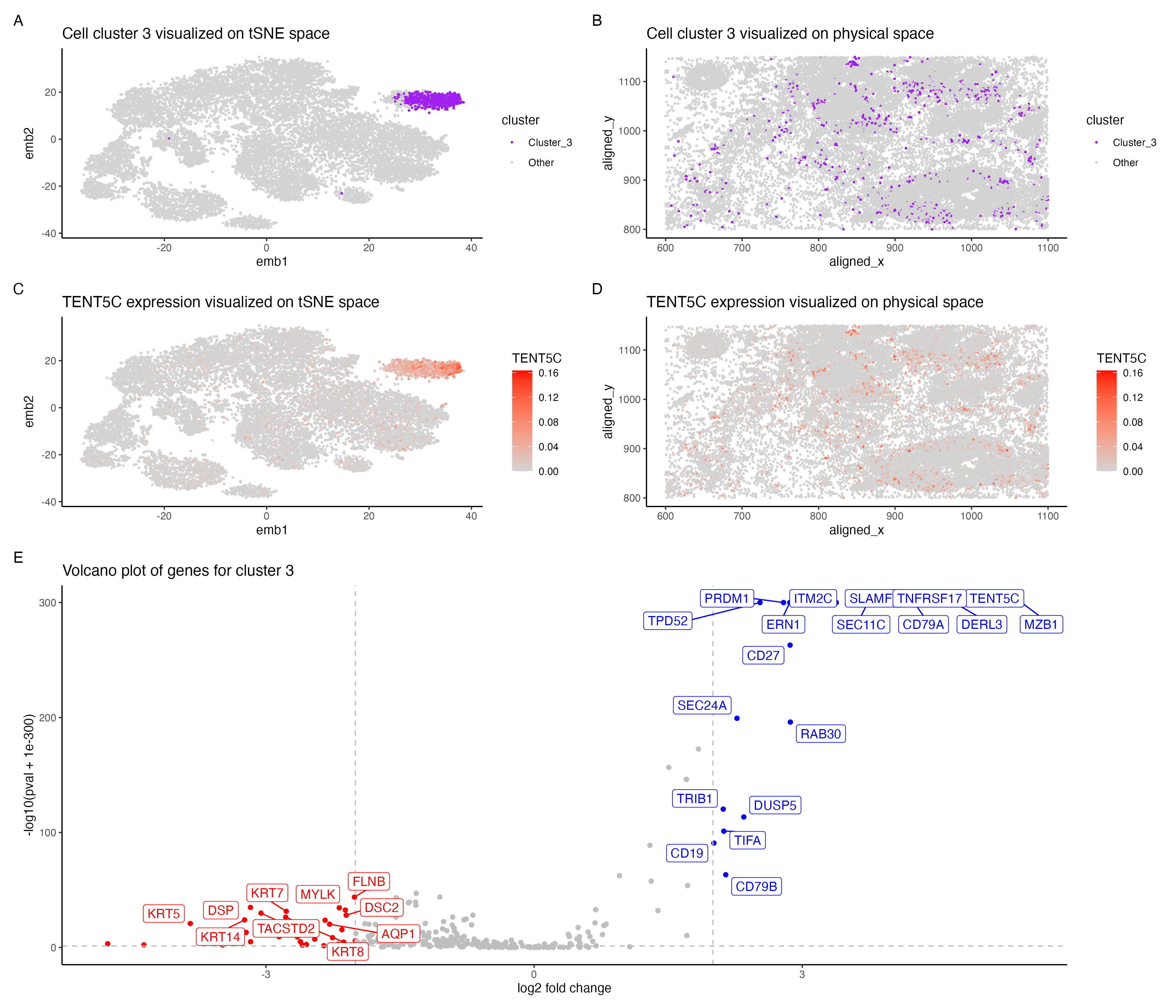 Cell type exploration using differential gene expression analyses