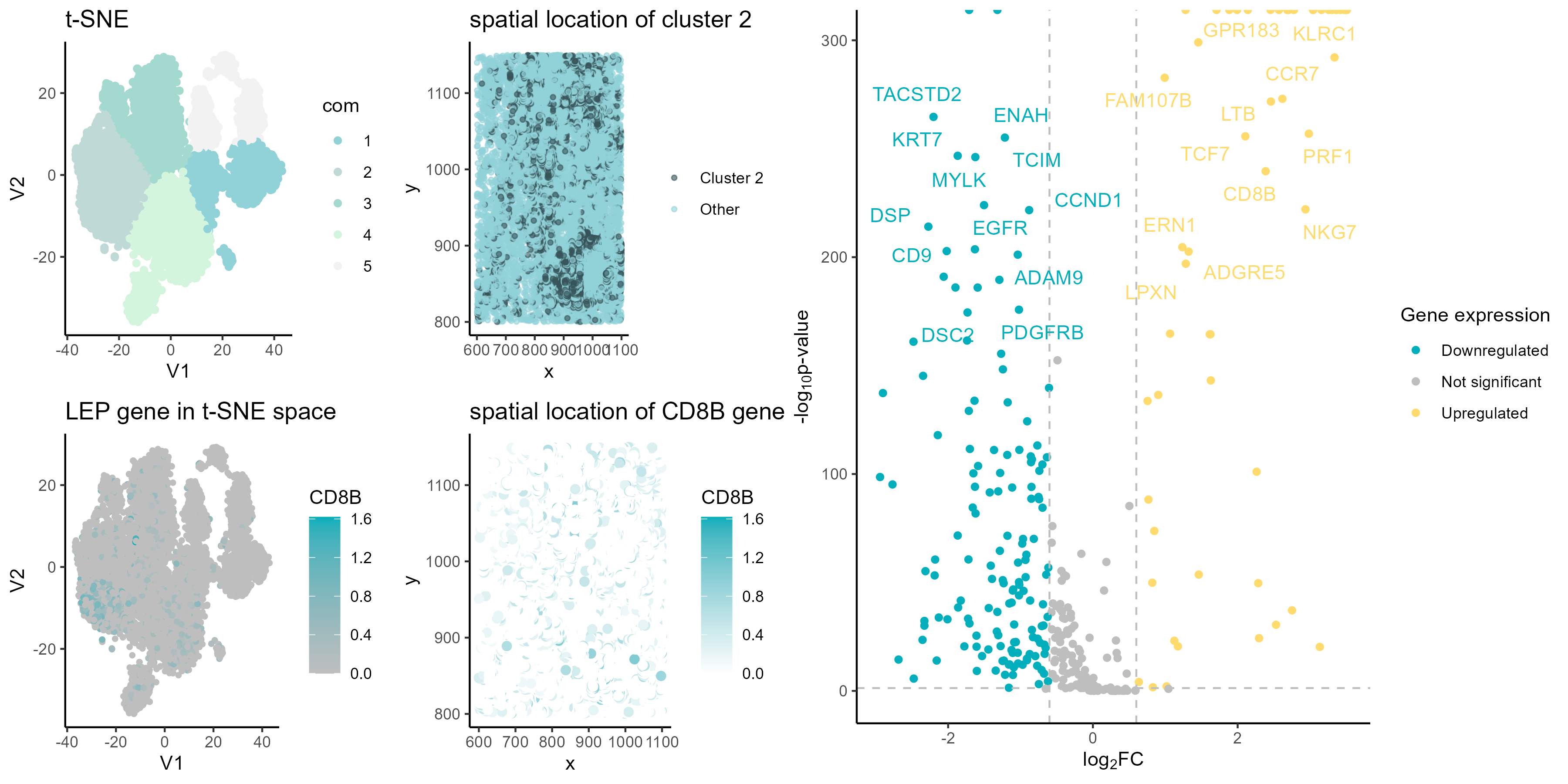 CD8B spatial expression