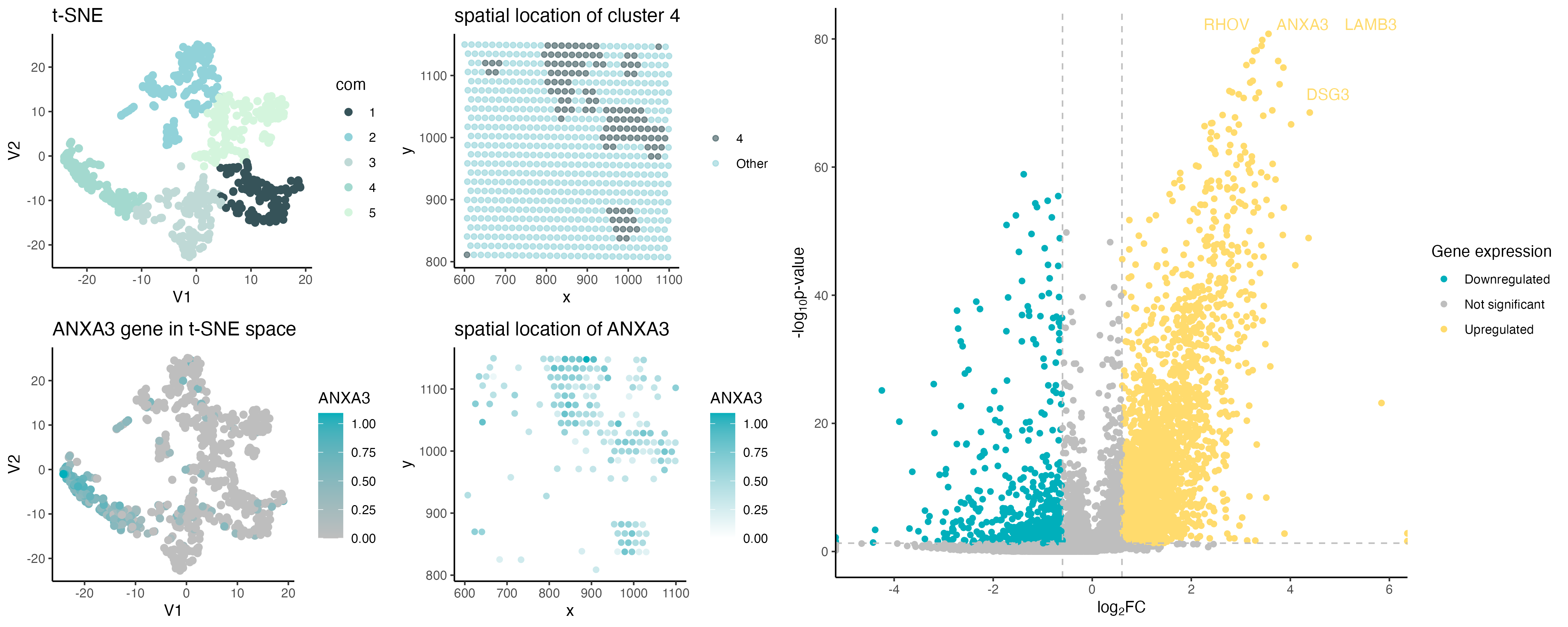 ANXA3 spatial expression