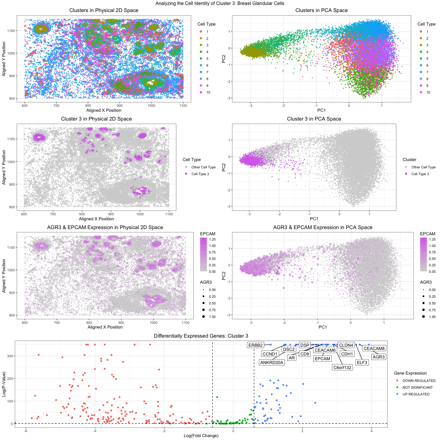 Analyzing for Breast Glandular Cells: V2