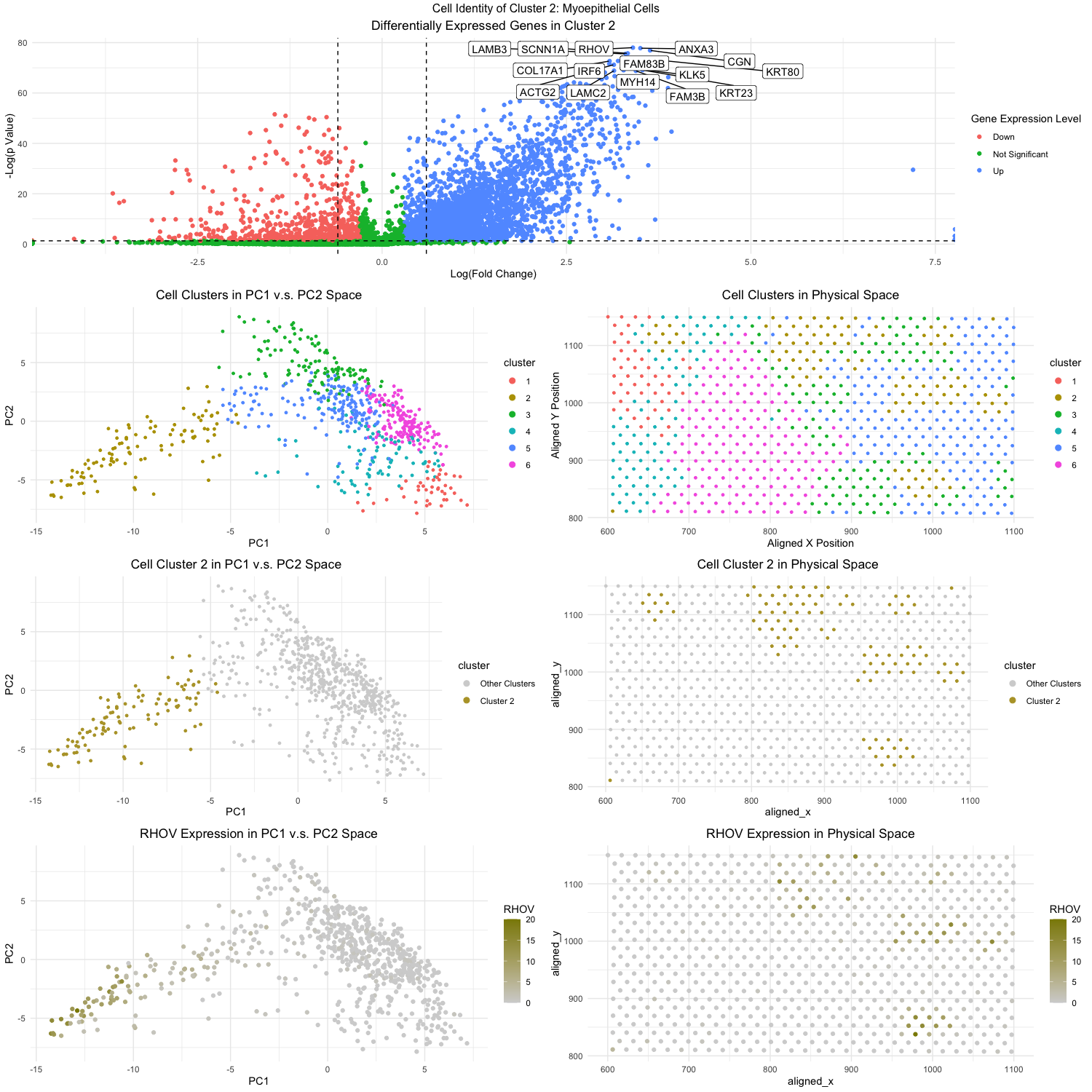 Identification of Myoepithelial Cells in Breast Cancer Tissue: For Eevee Dataset