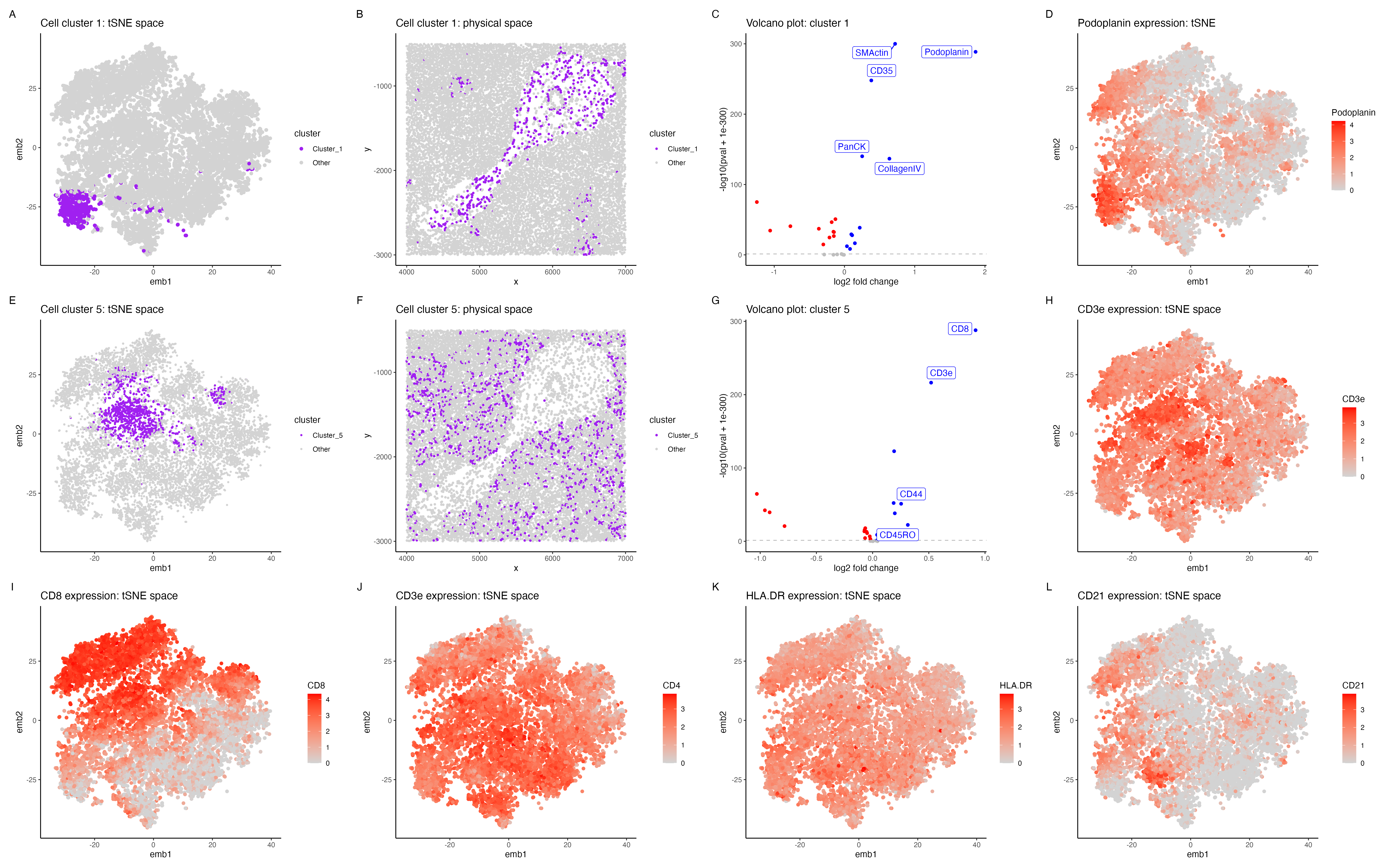 Exploring tissue type for CODEX data