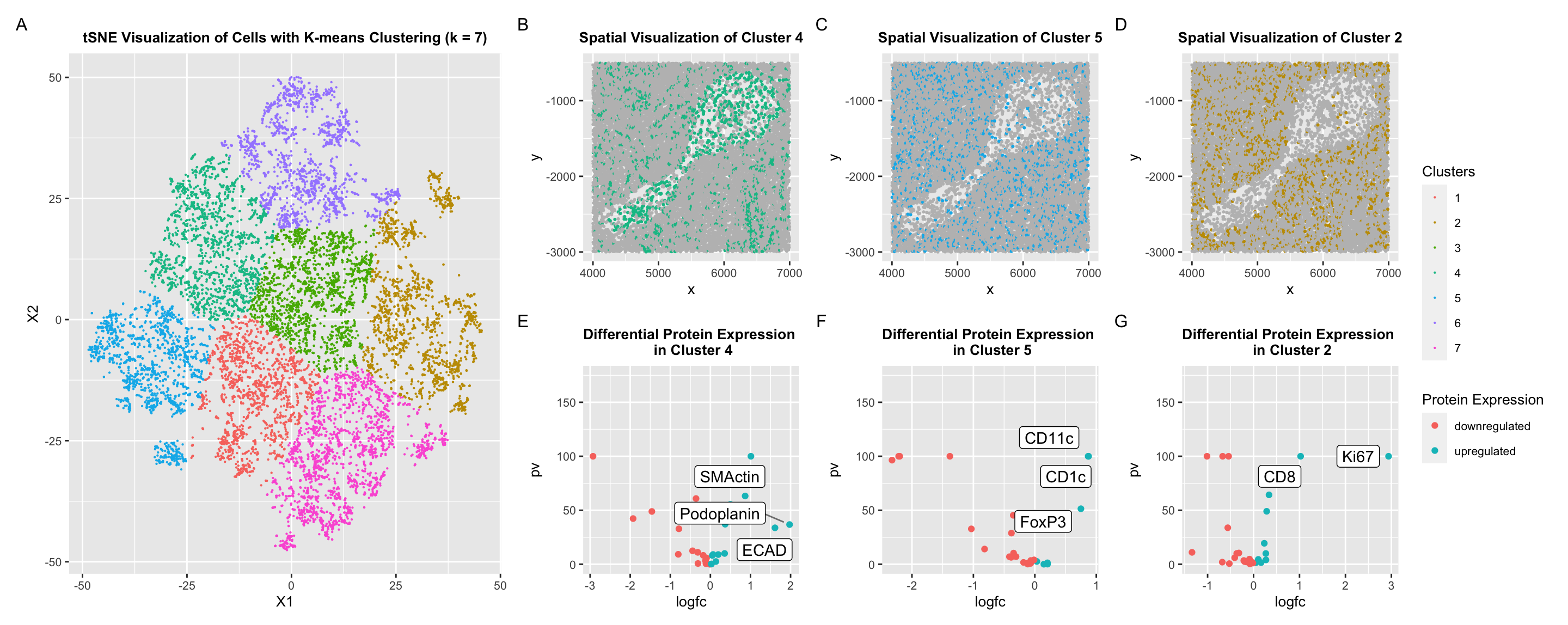 Identifying Proteins and Functional Regions in the Spleen