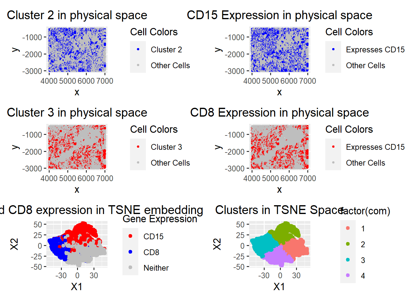 CD15 and CD8 Expression in White Pulp