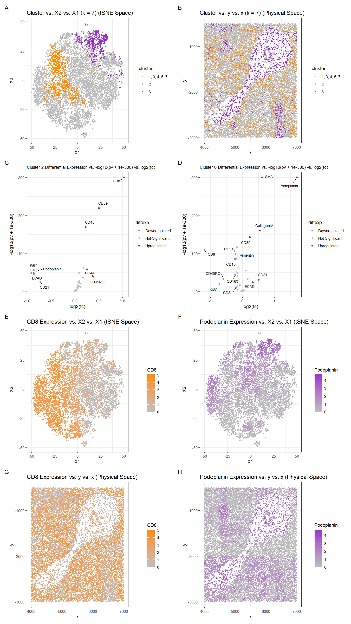 Identifying Cell-types from Spleen CODEX Dataset using K-means Clustering, tSNE, and Wilcox-test