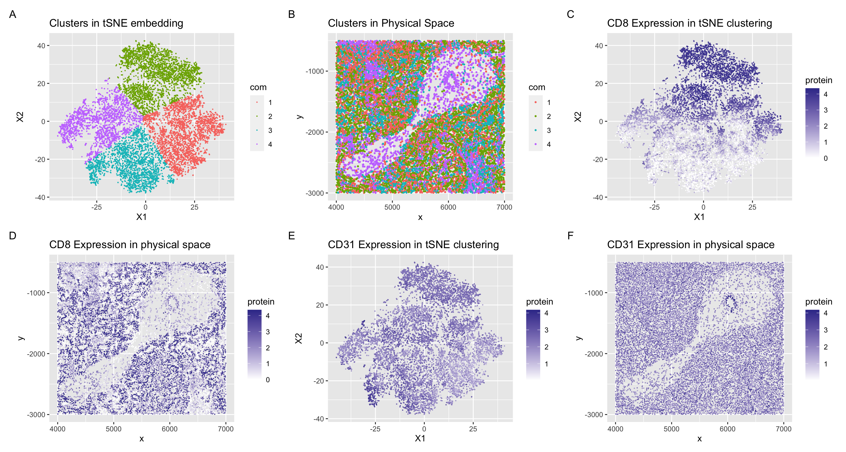 Interpreting the tissue structure represented in the CODEX data