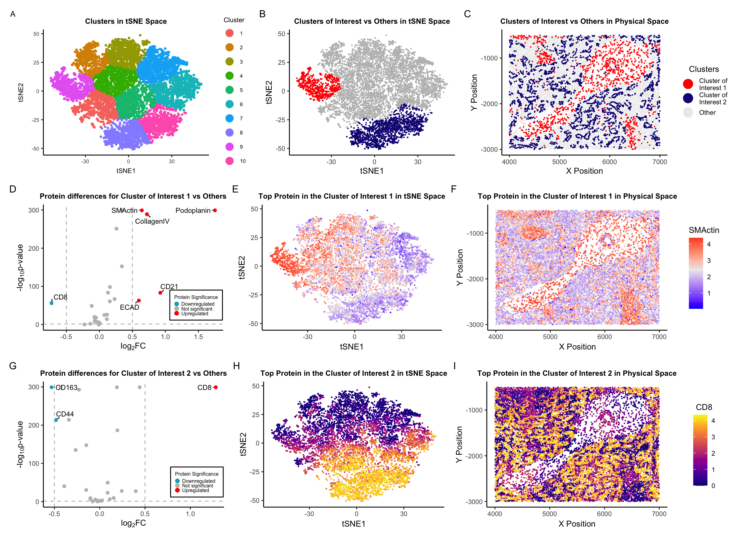 CODEX Data Exploration and Analysis of the Spleen