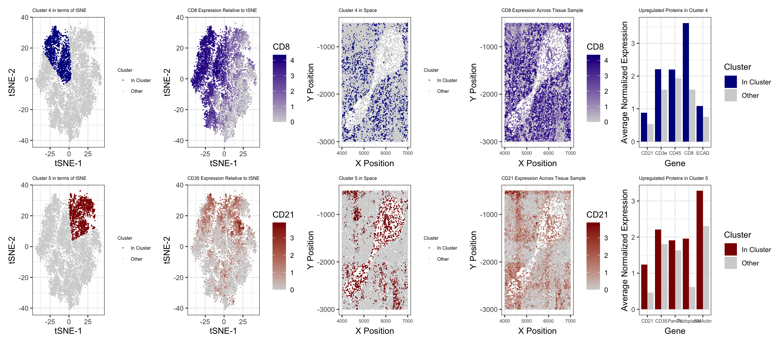 Identifying Type of Tissue in the Spleen