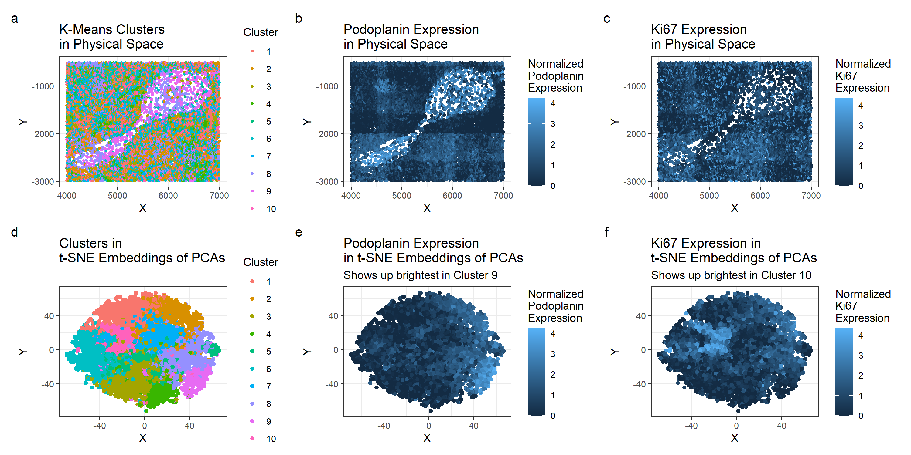 What is in a Spleen? Identifying the Tissue Structure of the CODEX dataset