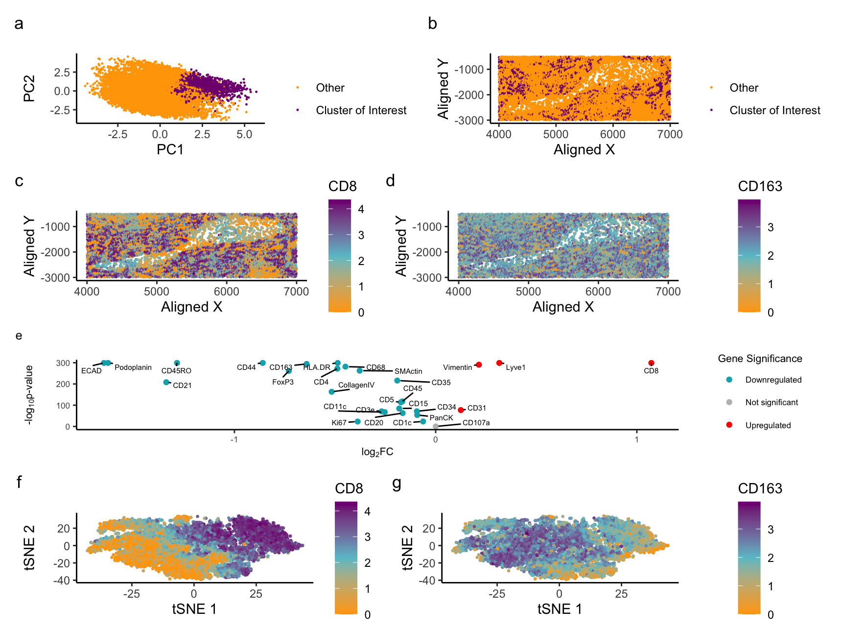 Identifying Red and White Pulp in Spleen Data