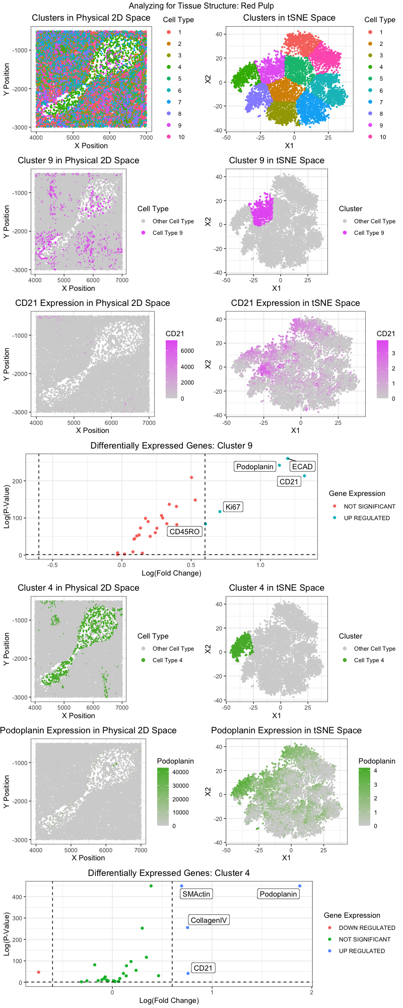 Analyzing for Red Pulp Tissue Structure within the Spleen