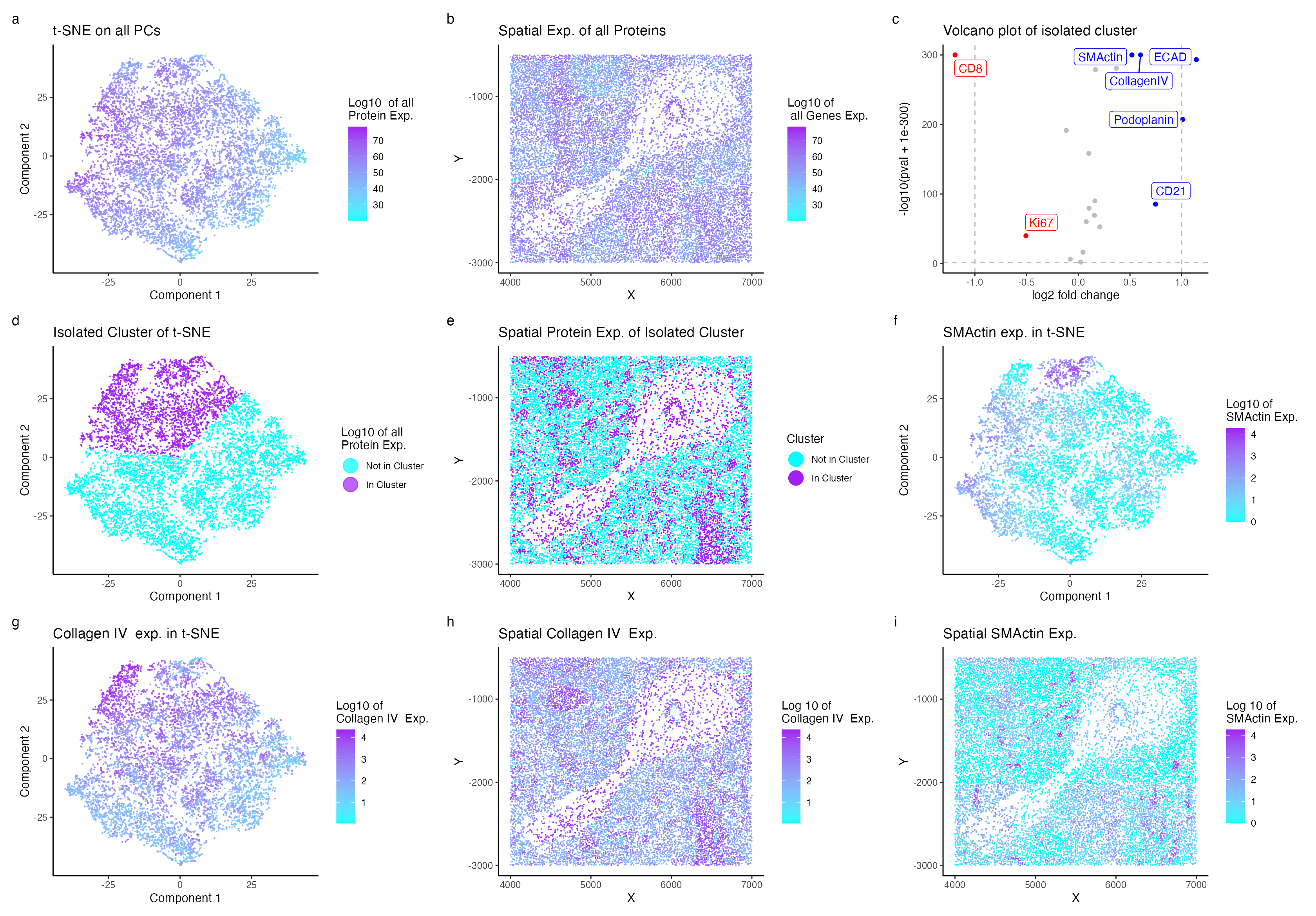 Identification of Blood Vessel Cell Cluster in Spleen Tissue