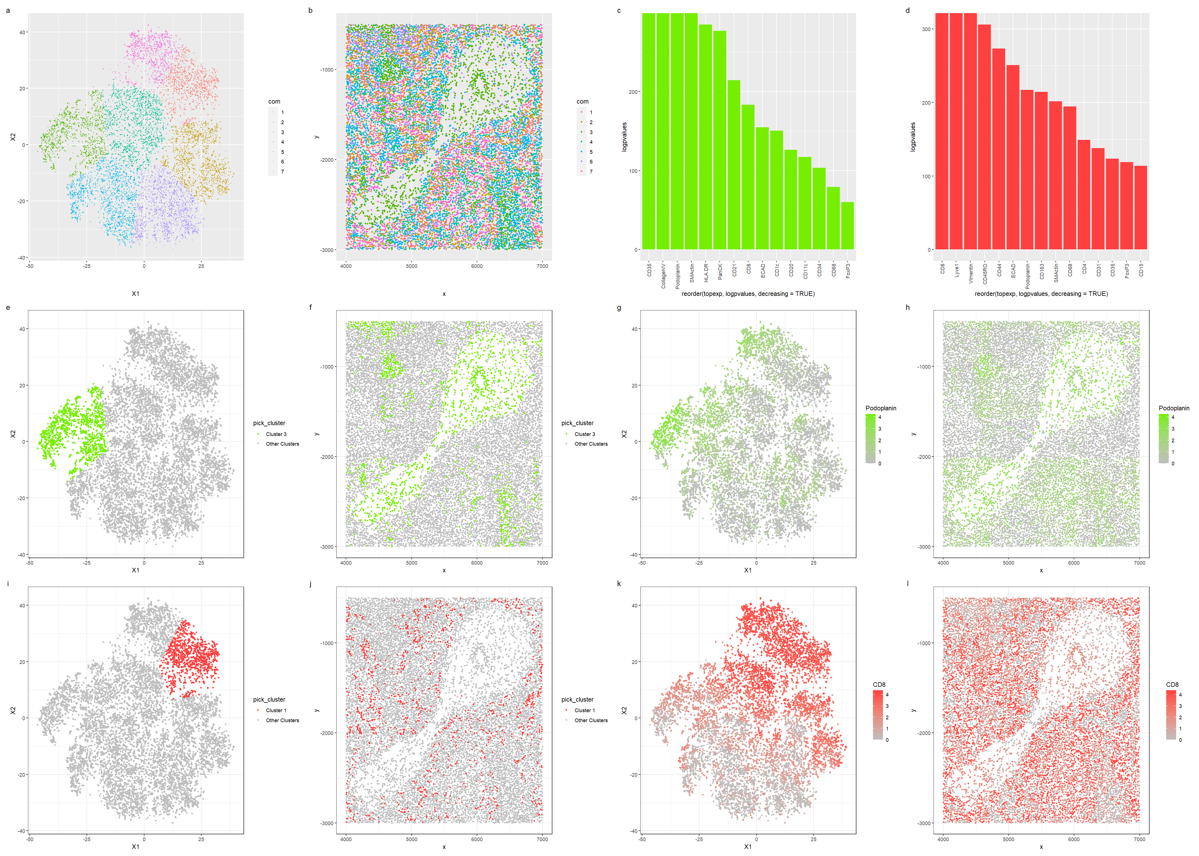 Visualization of spleen tissue structure