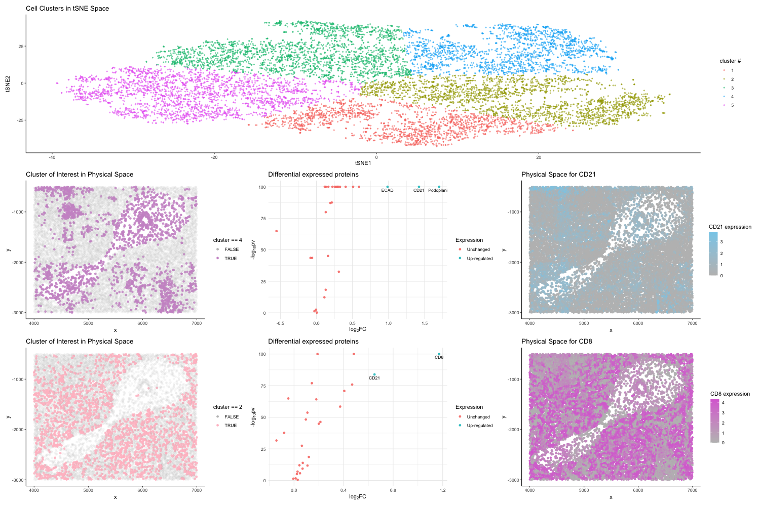 Interpreting tissue structure represented in the CODEX dataset