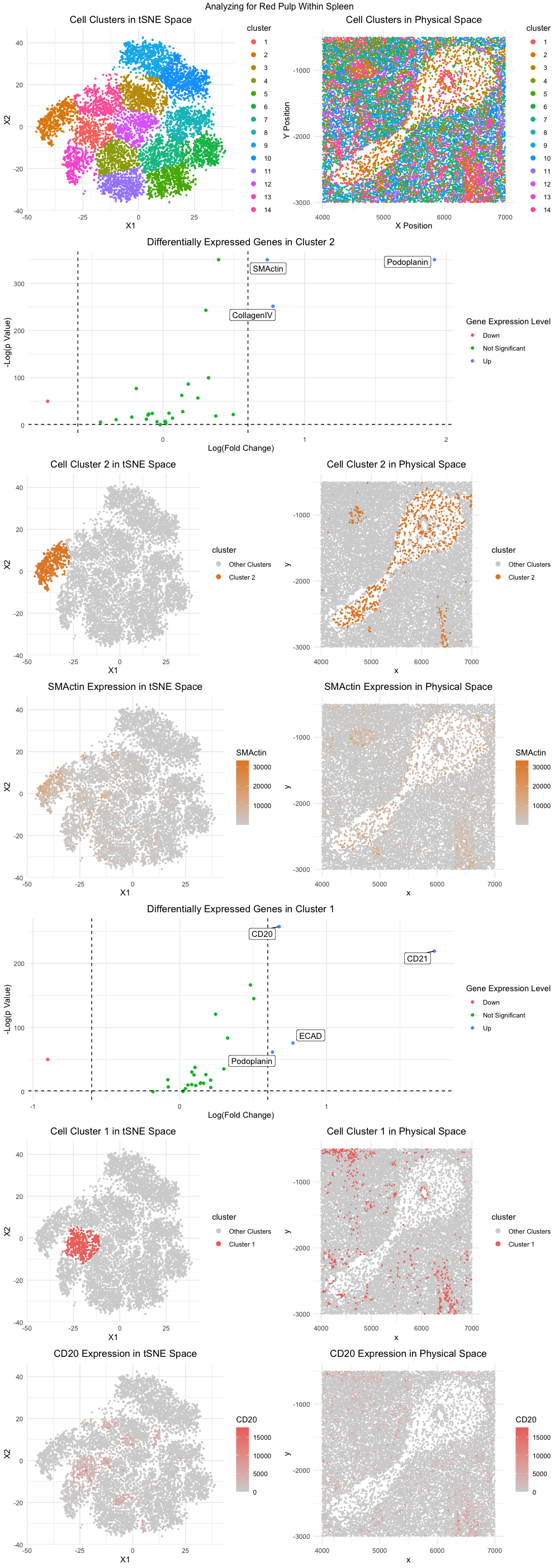 Identification of Red Pulp Tissue Structure within CODEX Dataset