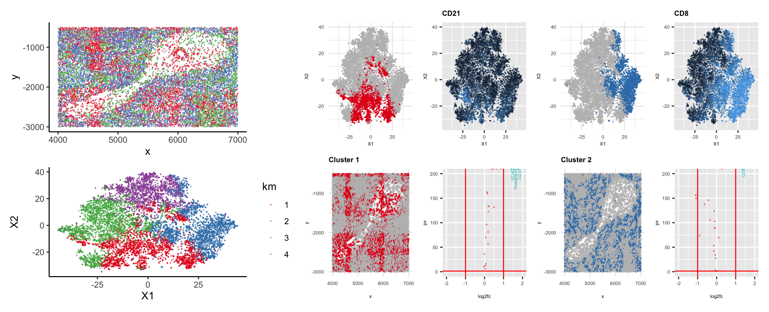 Identify cell clusters, through the expression of CD8 and CD21, in CODEX dataset