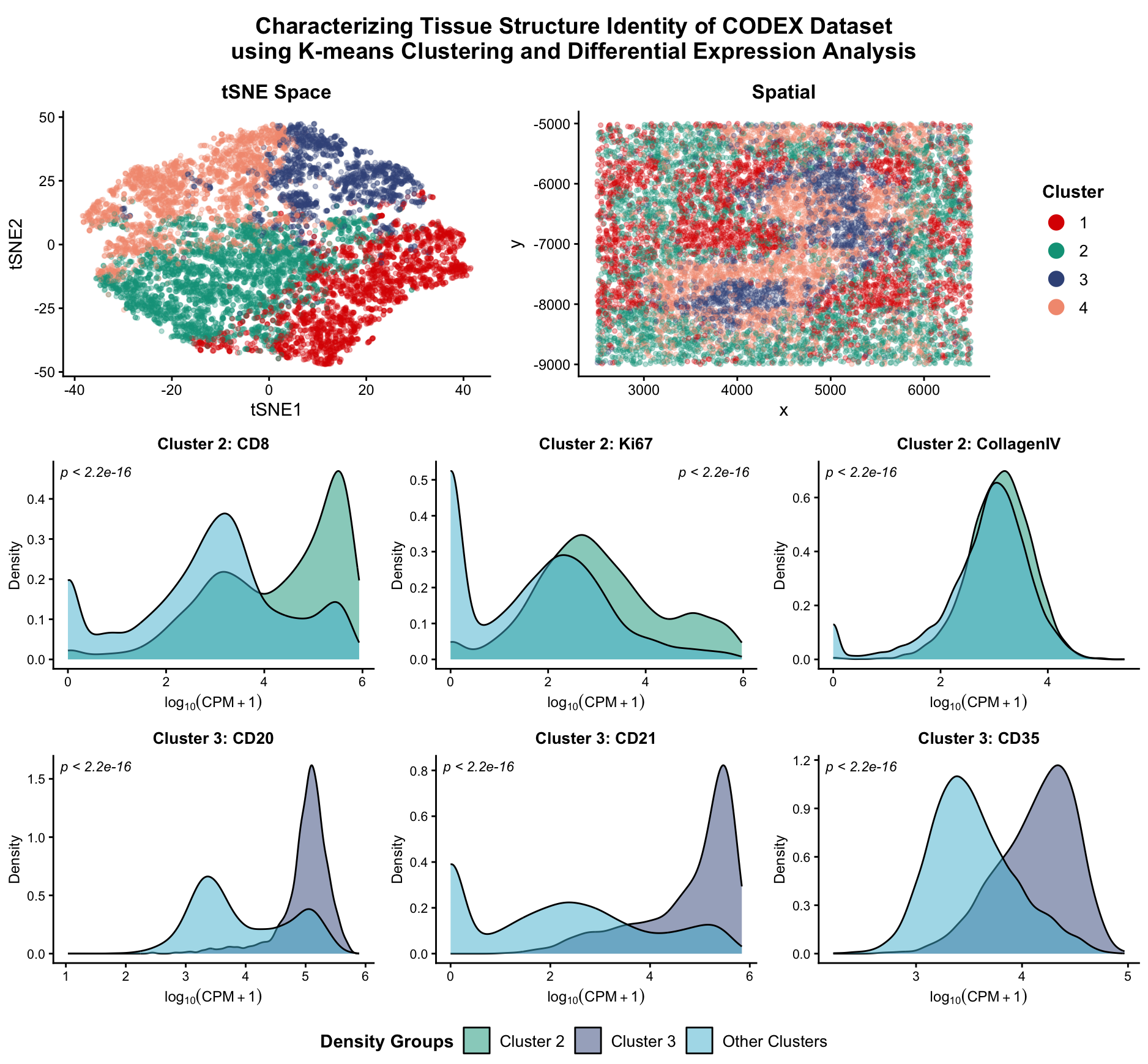 Characterizing Tissue Structure Identity of CODEX Dataset using K-means Clustering and Differential Expression Analysis