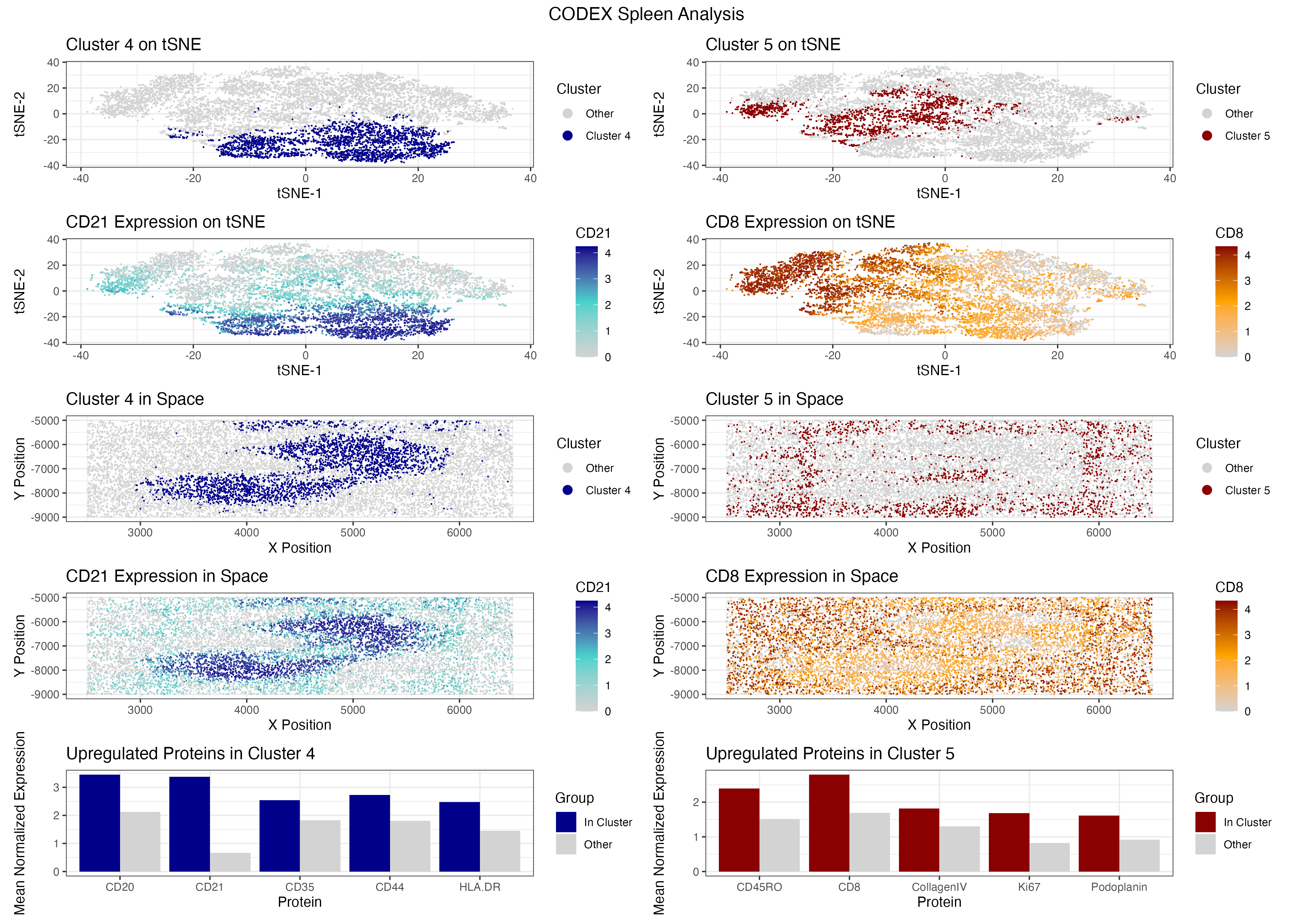 CODEX Spleen Data: White Pulp