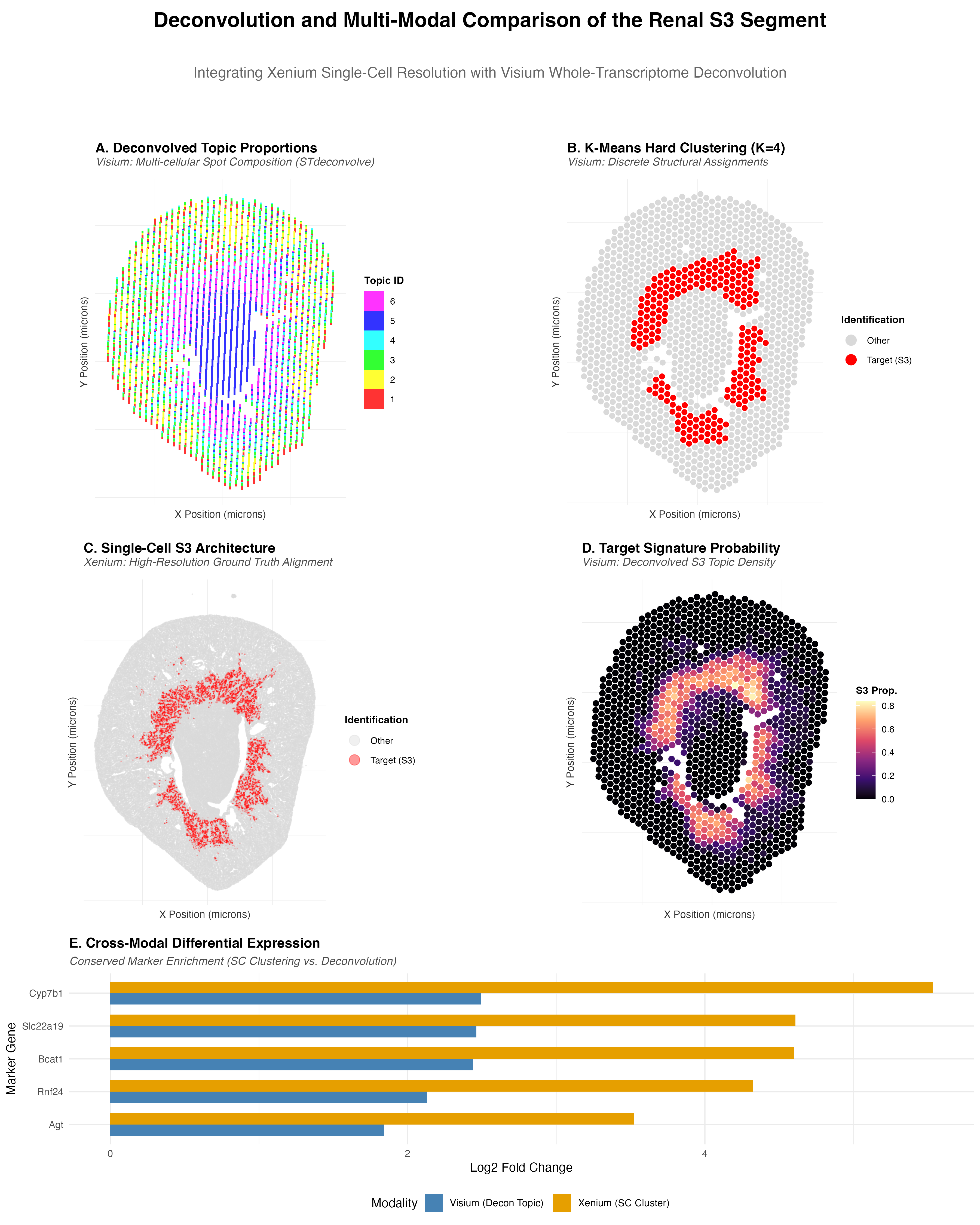 Deconvolution and Multi-Modal Comparison of the Renal S3 Segment