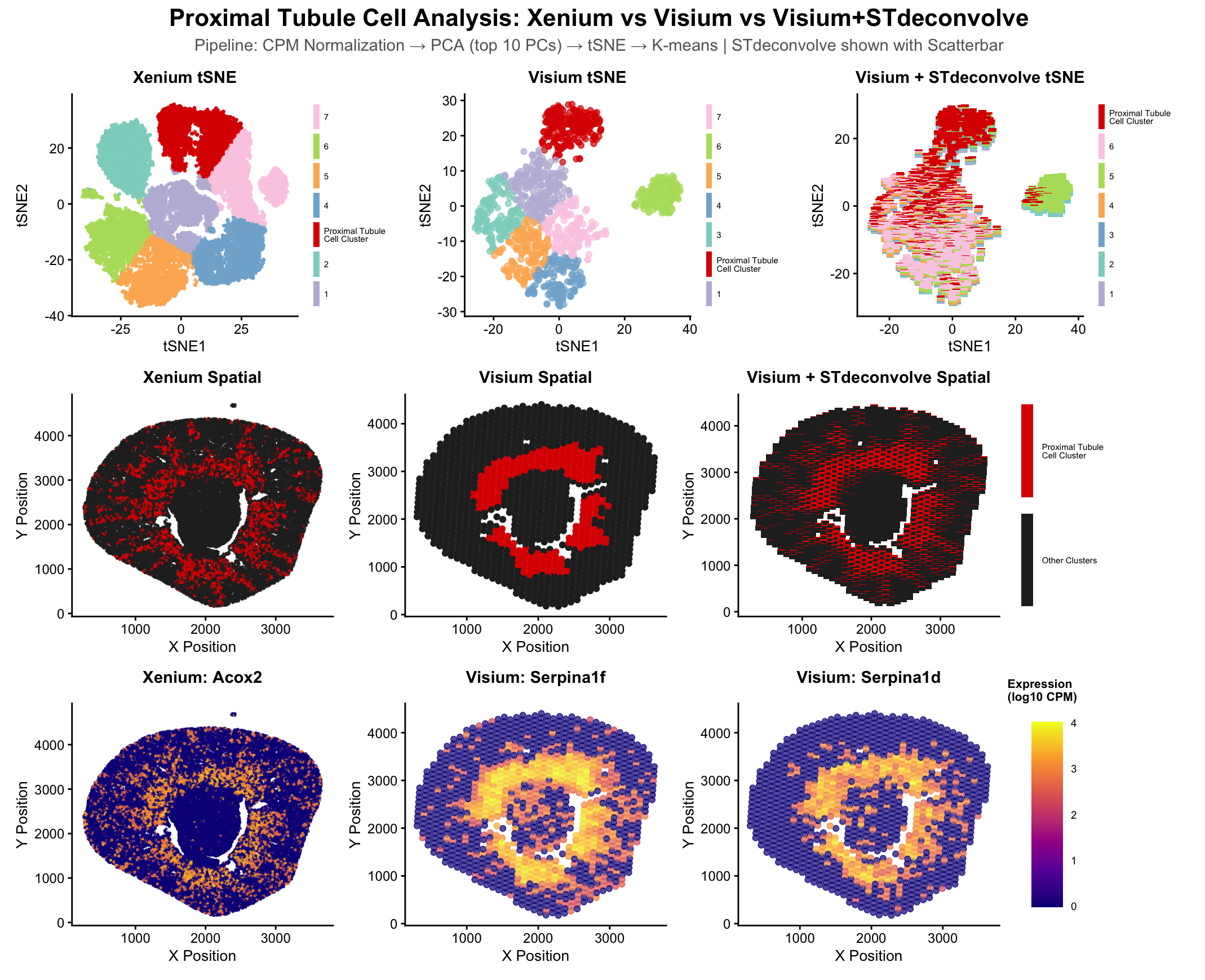 Proximal Tubule Cell Analysis: Xenium vs Visium vs Visium+STdeconvolve