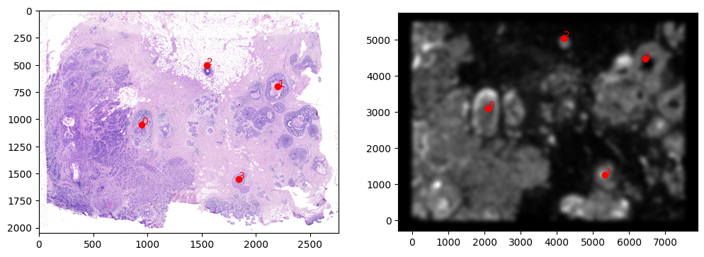 ../_images/notebooks_xenium-heimage-alignment_24_0.png