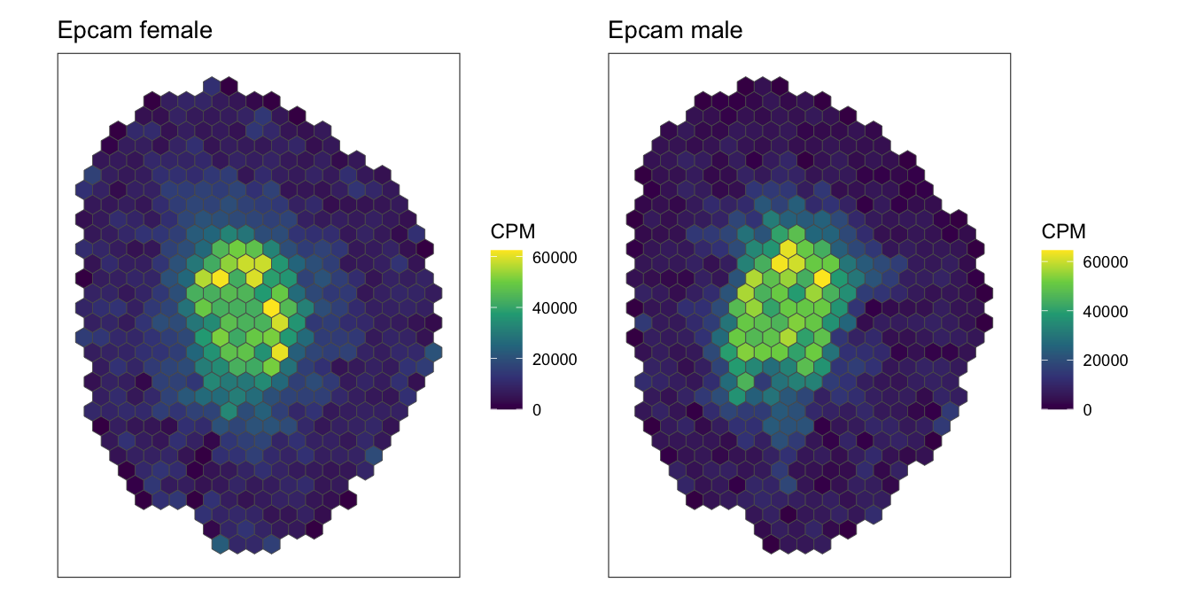 Epcam CPM on the rasterized female and male kidneys