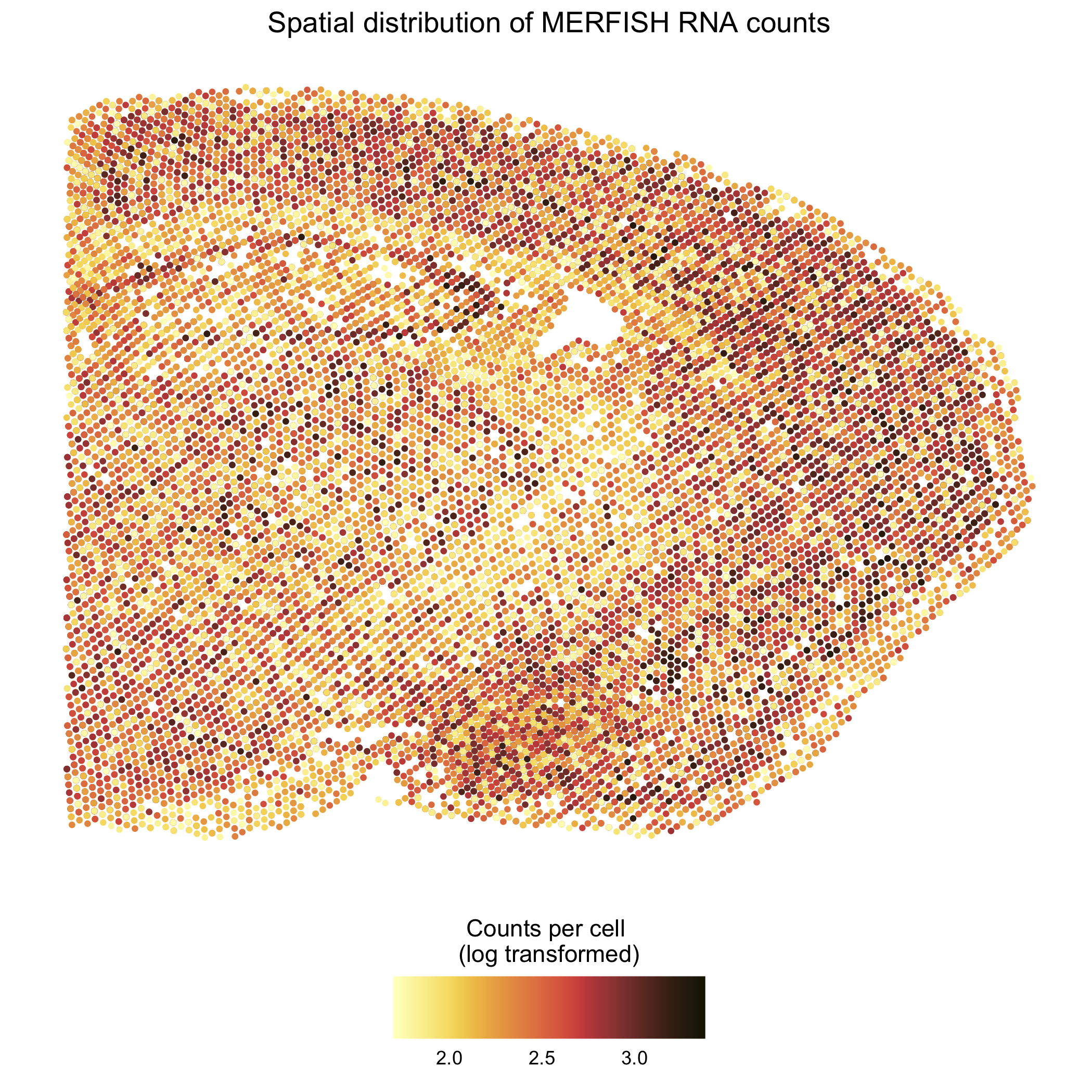 Spatial Distribution of MERFISH RNA counts