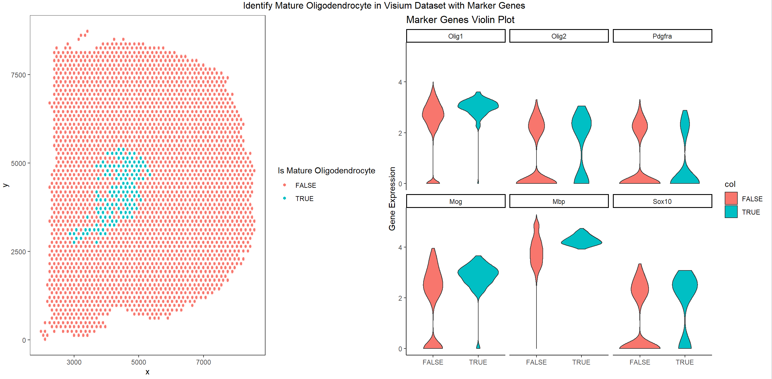 Visualization of Spatial Distribution of Mature Oligodendrocyte with Marker Genes
