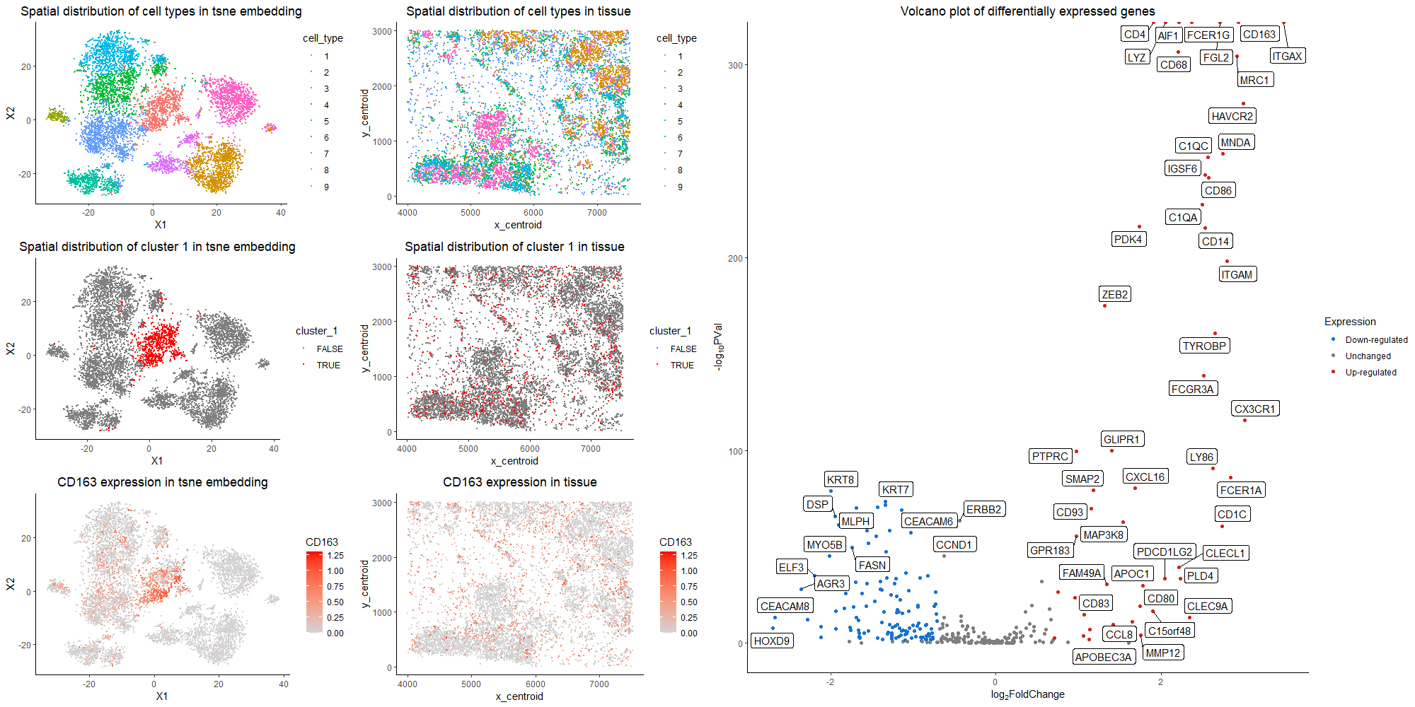 Validation of cell type clustering via differential gene expression