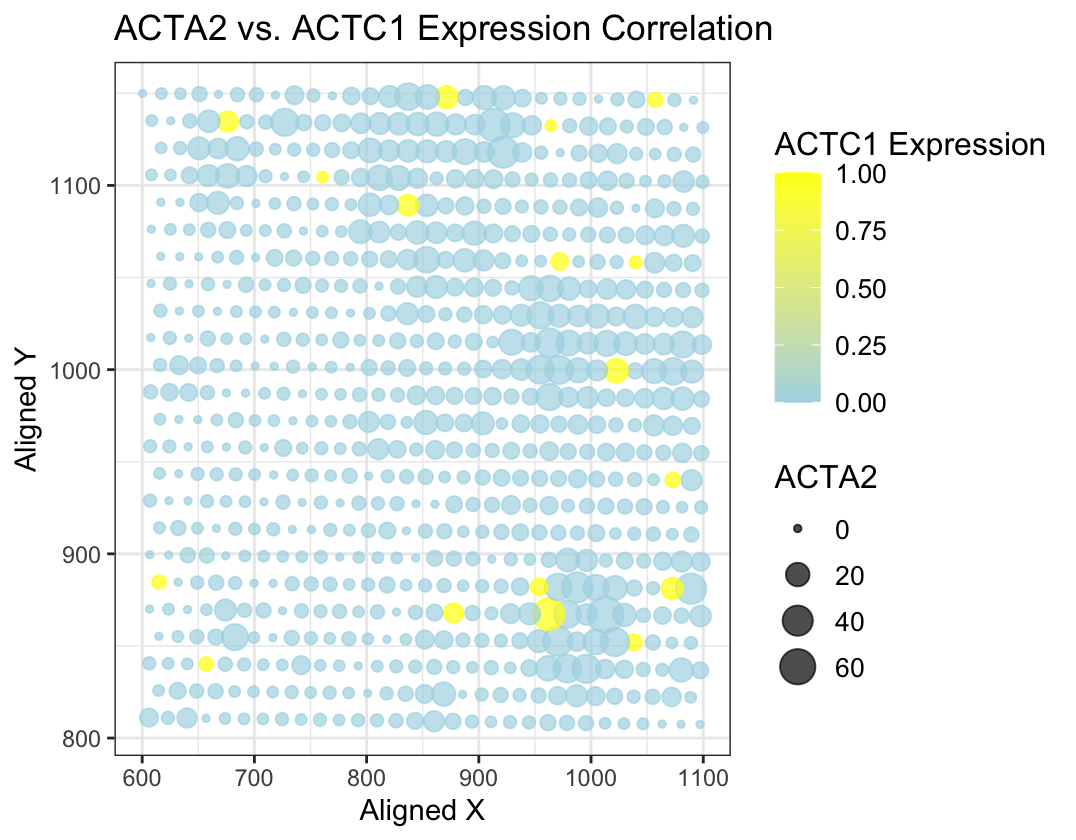 Spatial Distribution and Correlation of ACTA2 and ACTC1 Expression