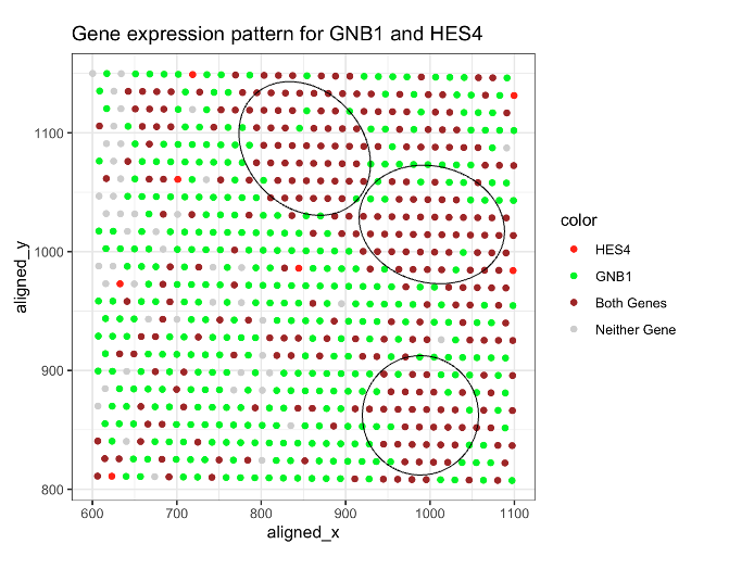 HW1: Gene expression pattern for GNB1 and HES4