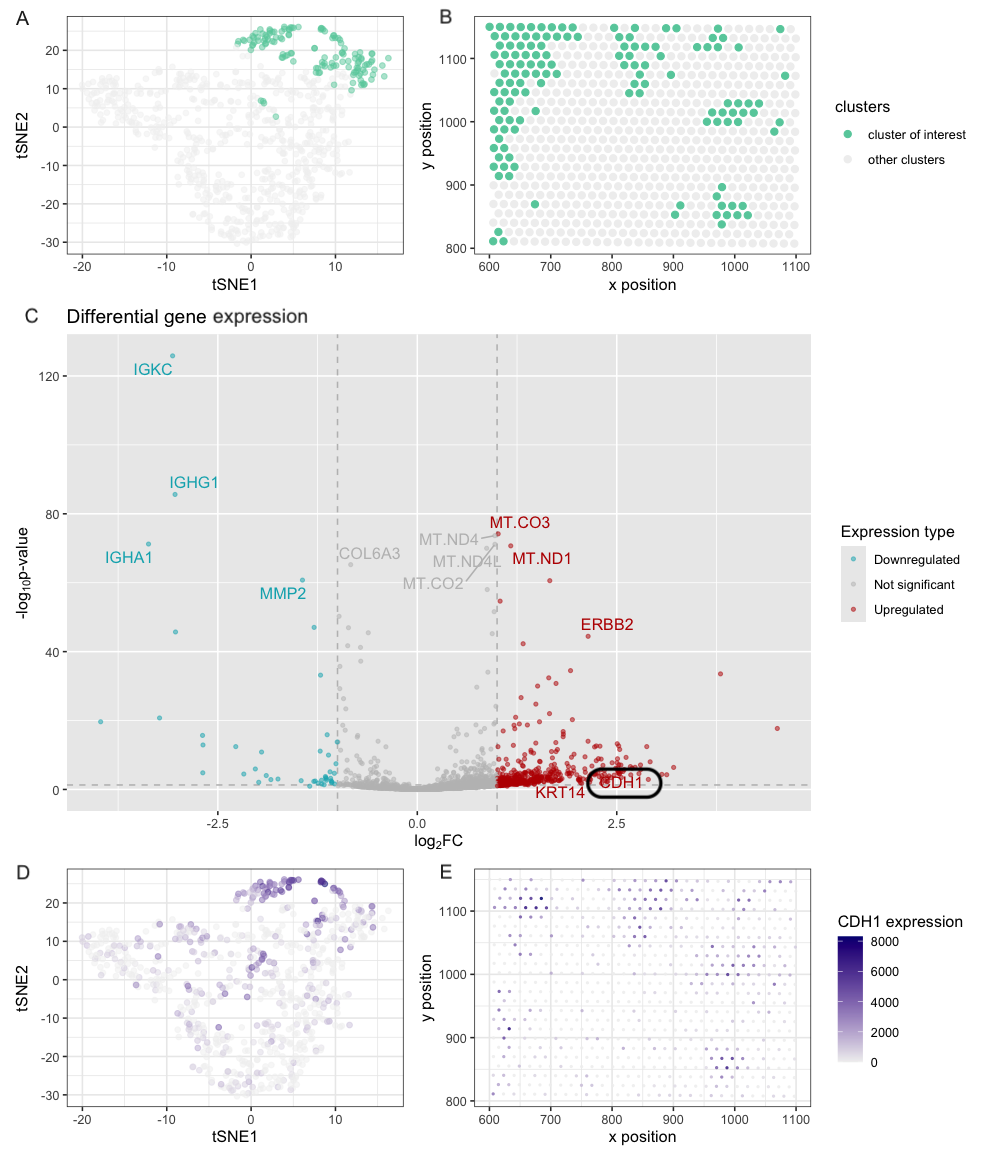 “Epithelial cell discovery in eevee dataset”