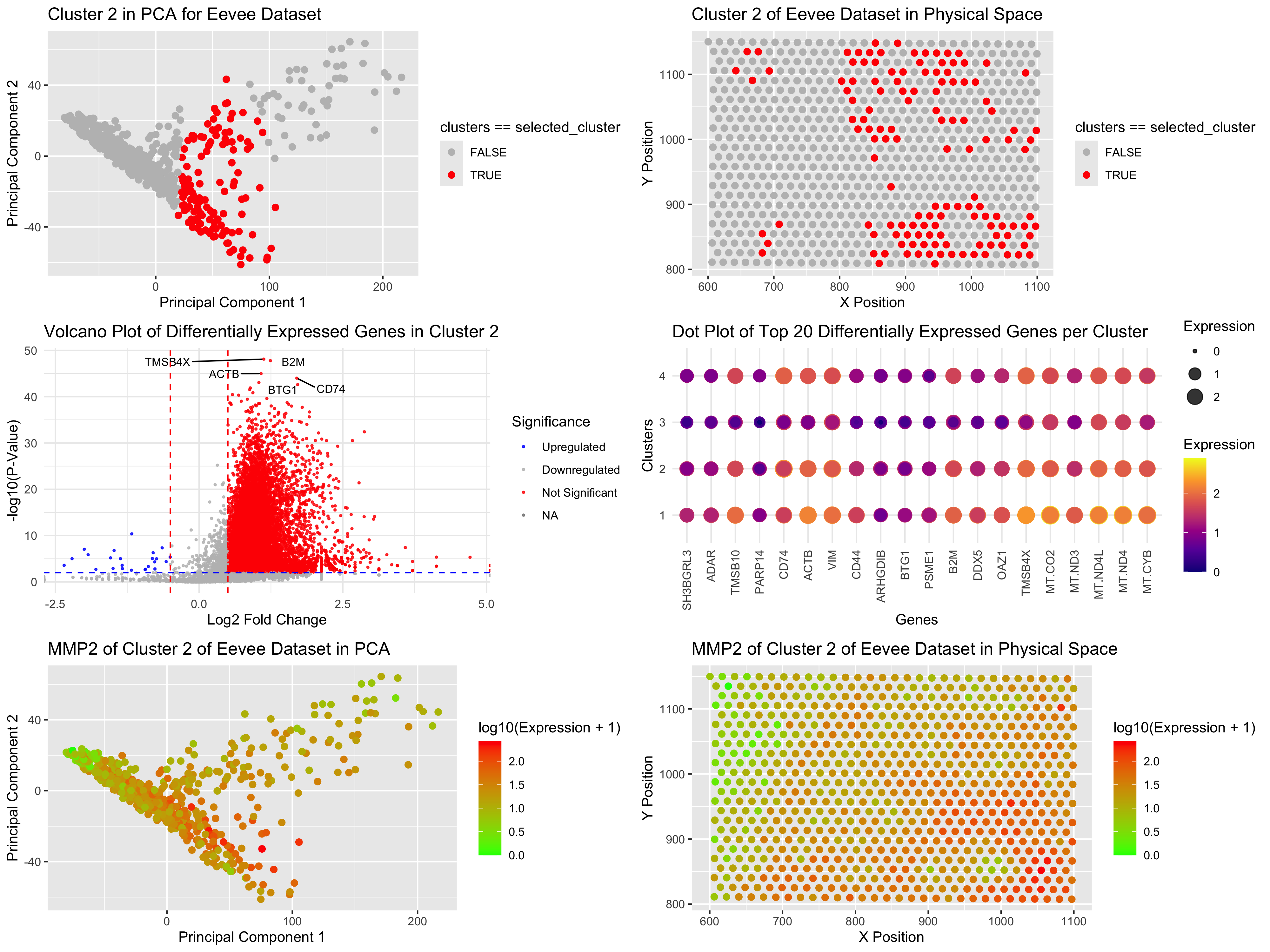 Eevee Genes DIfferential Expression - MMP2