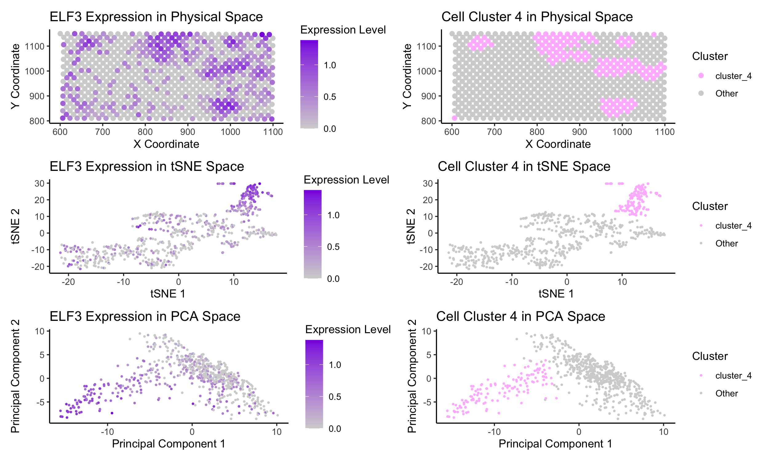 Rediscovering the Same Epithelial Cell Type in Spatial Transcriptomics: Leveraging ELF3 Expression Across Datasets