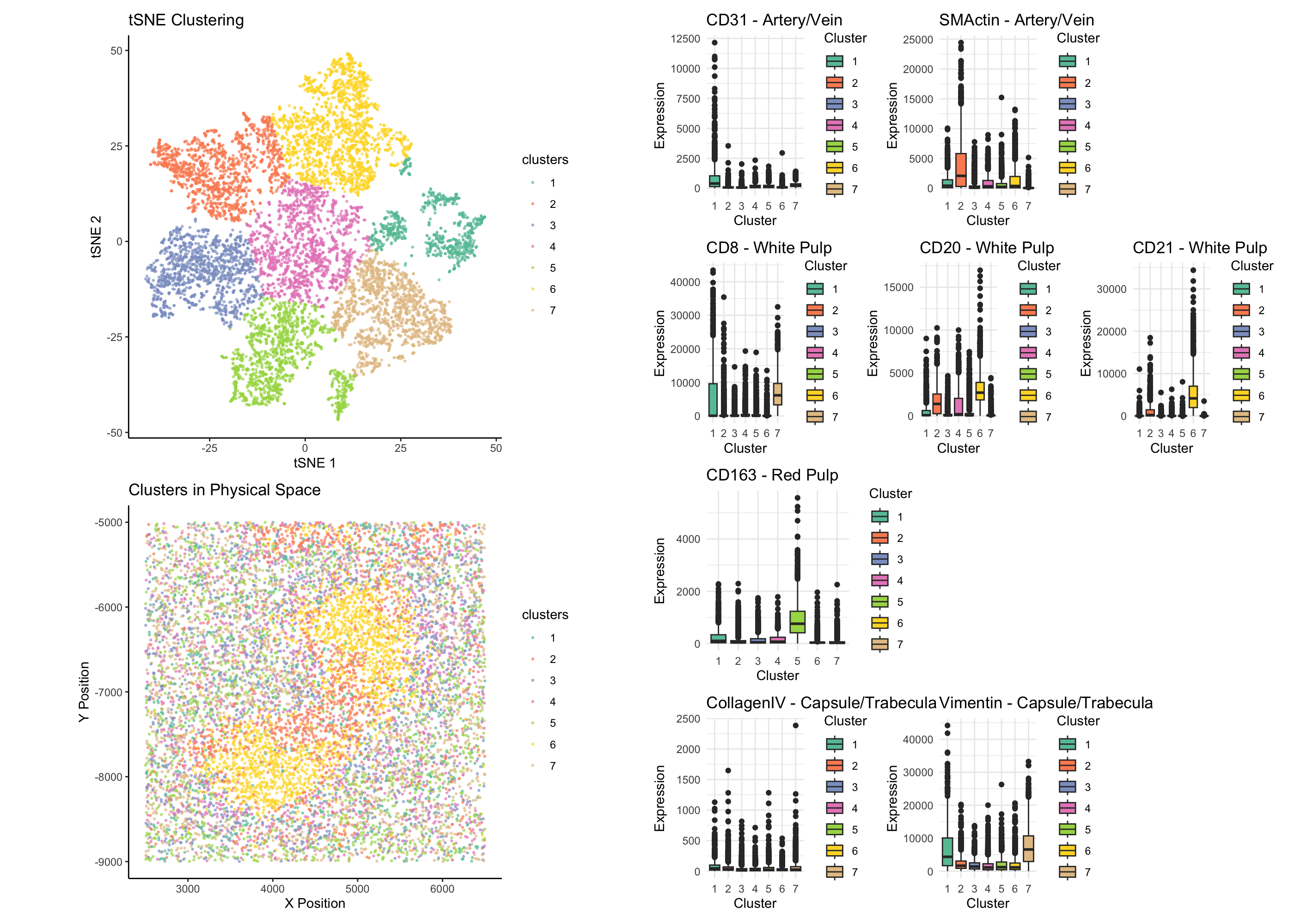 Tissue structure identification for spleen CODEX Dataset