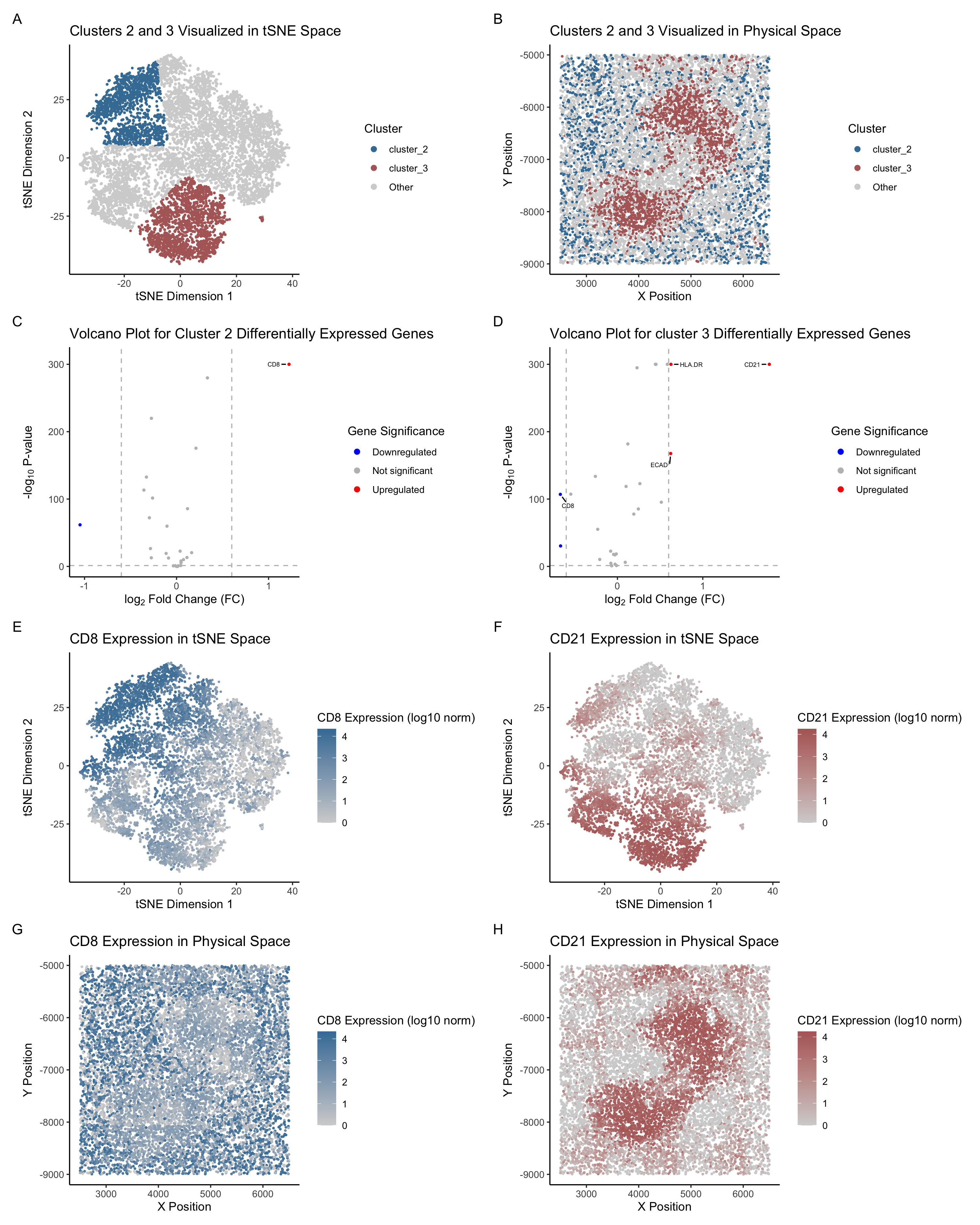 Identification of White Pulp Tissue Structures within CODEX Dataset