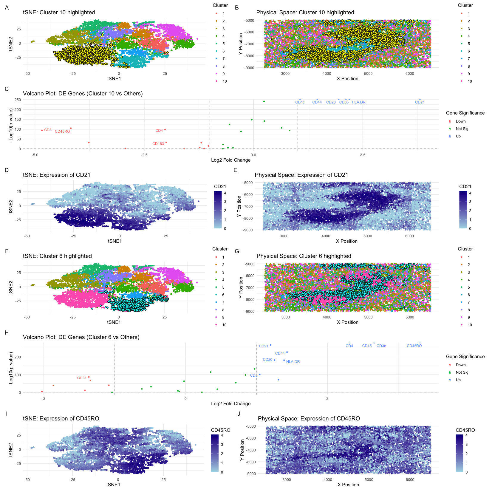 Identification of White Pulp Tissue Structure in Spleen CODEX Data