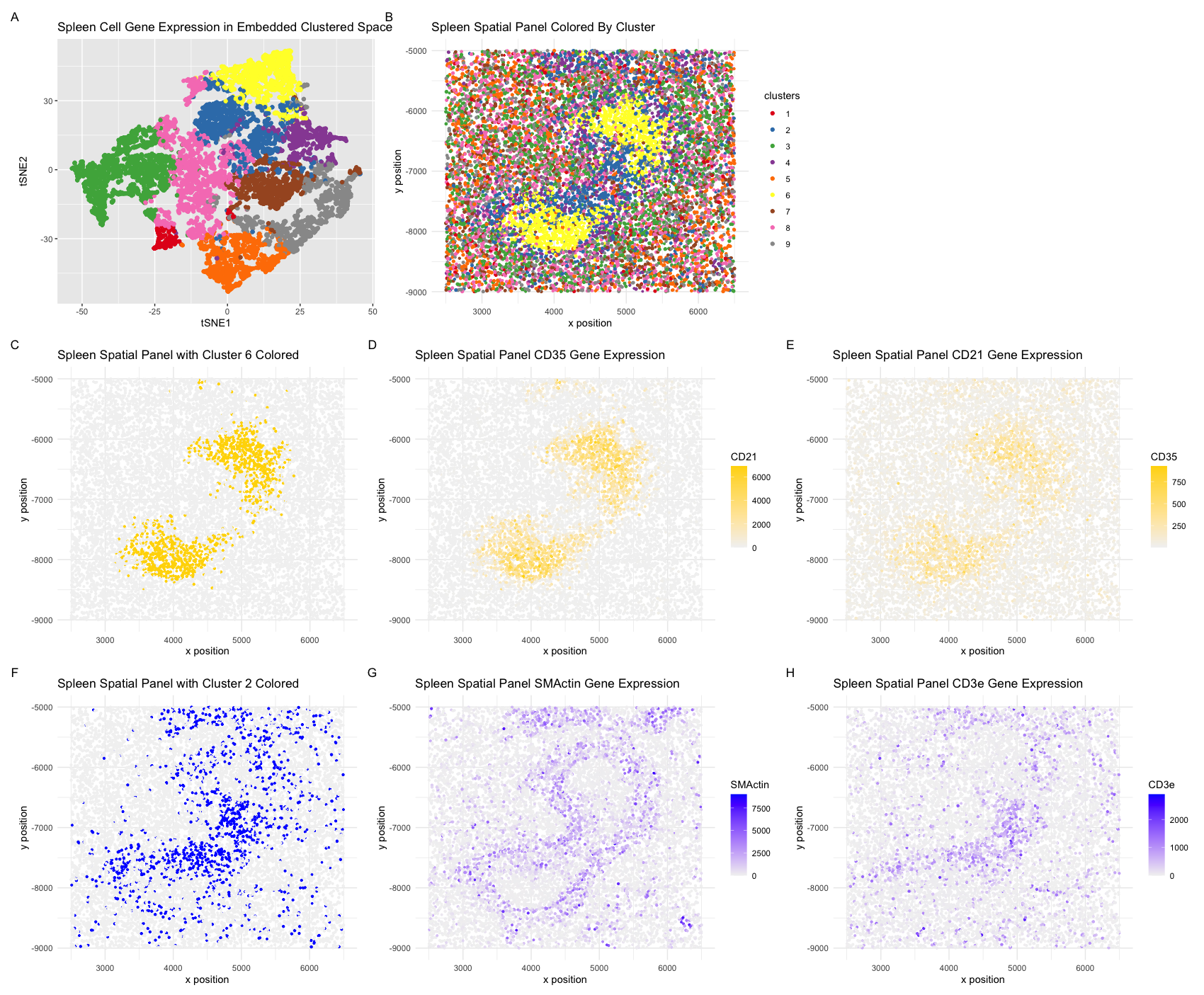 Interrogating Cell Type with CODEX Spleen Dataset