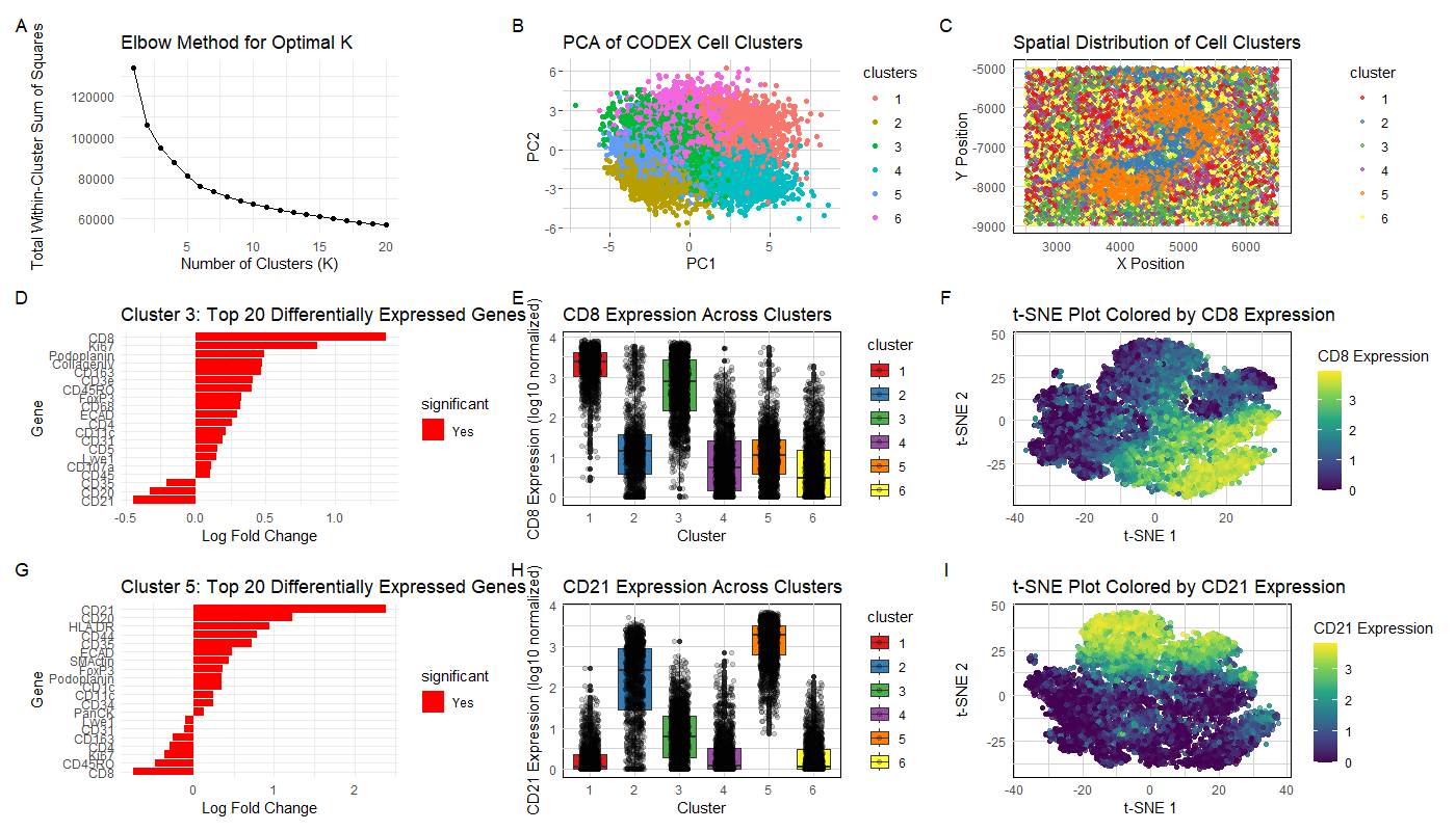 Analyzing Immune Cell Clusters in CODEX Dataset