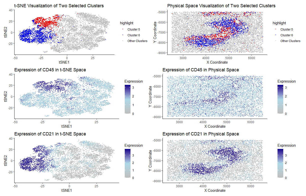 Identifying White Pulp Tissue Structure in CODEX Data