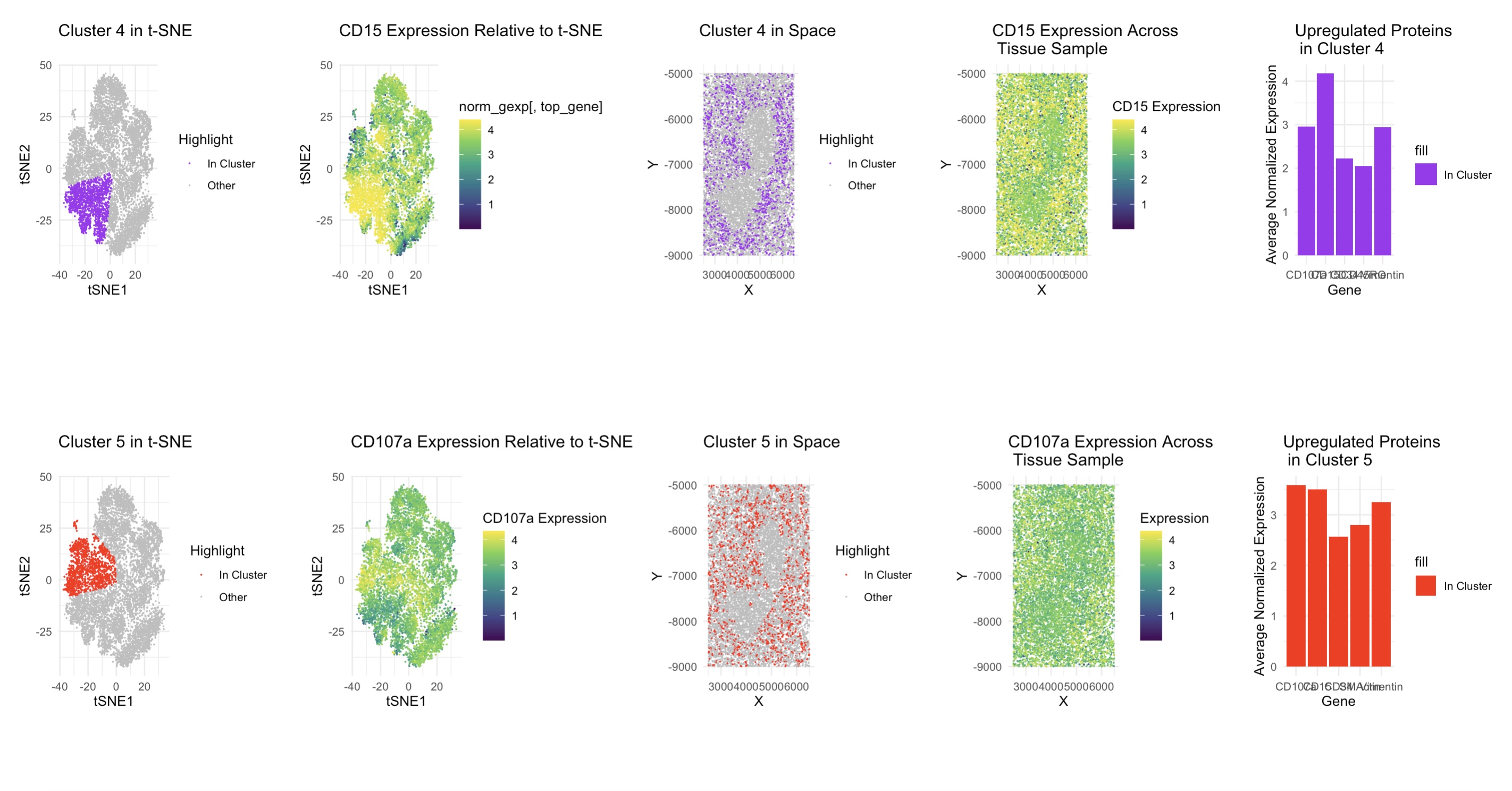 Identifying tissue structure in spleen tissue sample