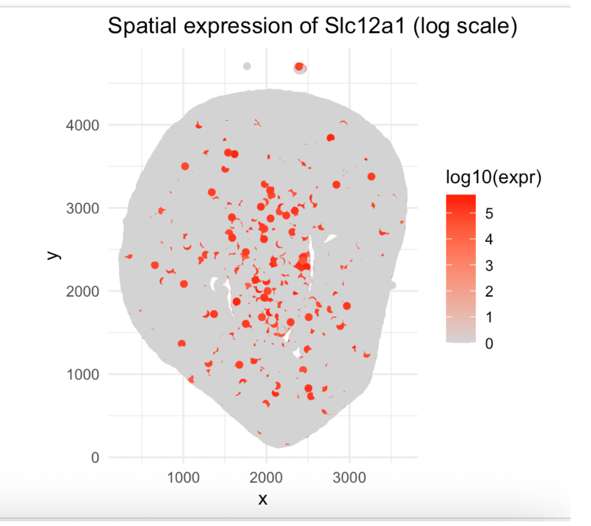Spatial Expression of Slc12a1
