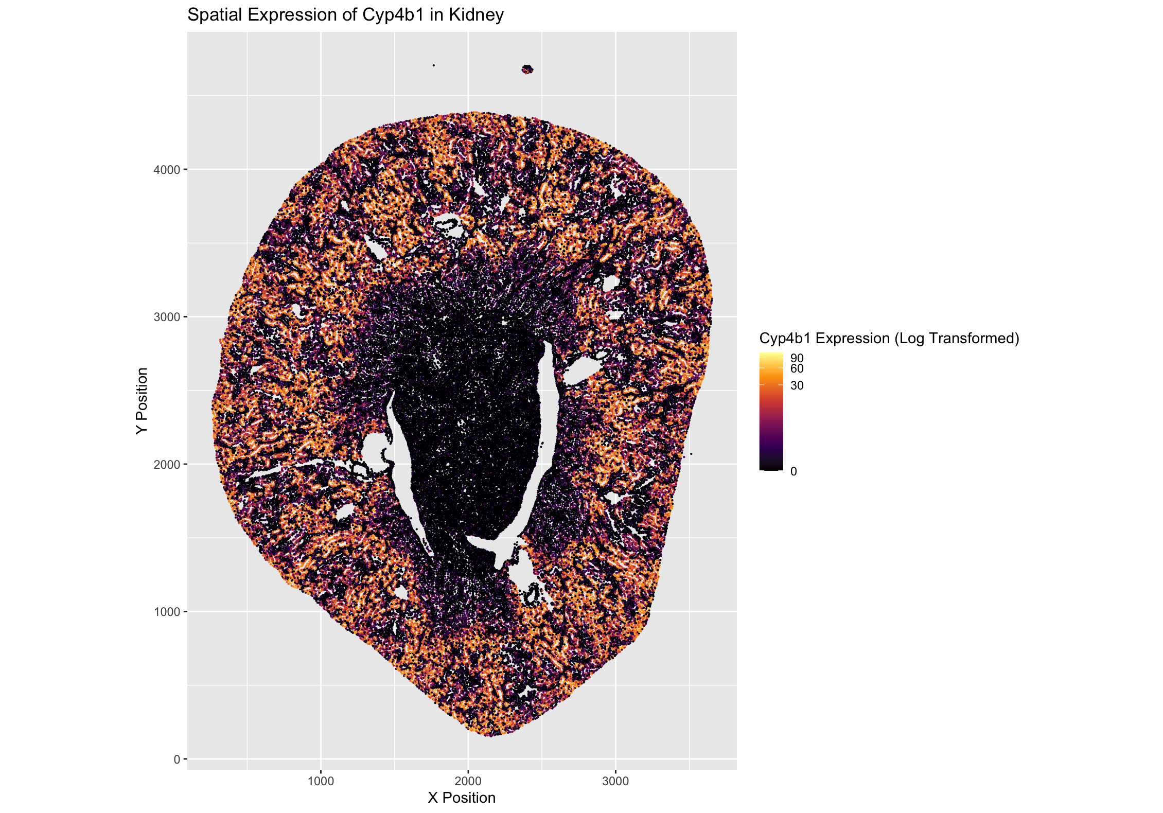 Spatial Expression of Cyp4b1 in Kidney