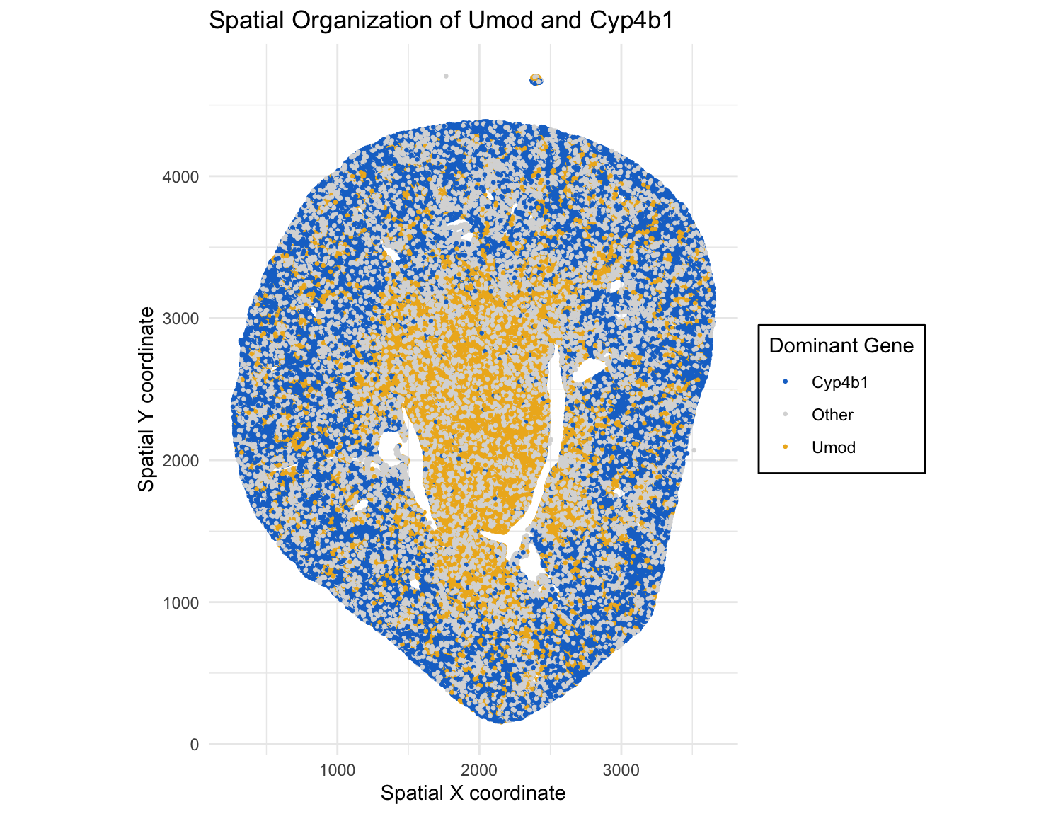 Spatial Gene Expression Patterns of Umod and Cyp4b1 (Xenium Dataset)