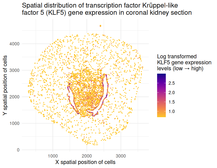 Spatial distribution of transcription factor Krüppel‐like factor 5 (KLF5) gene expression in coronal kidney section