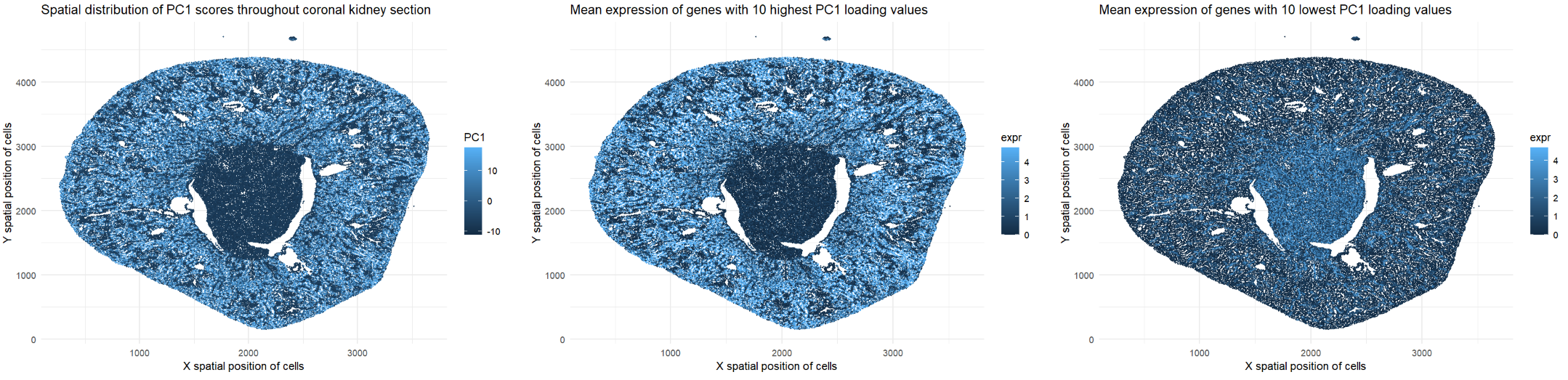 Using PCA to visualize spatial patterns in high-dimensional gene expression within coronal kidney section