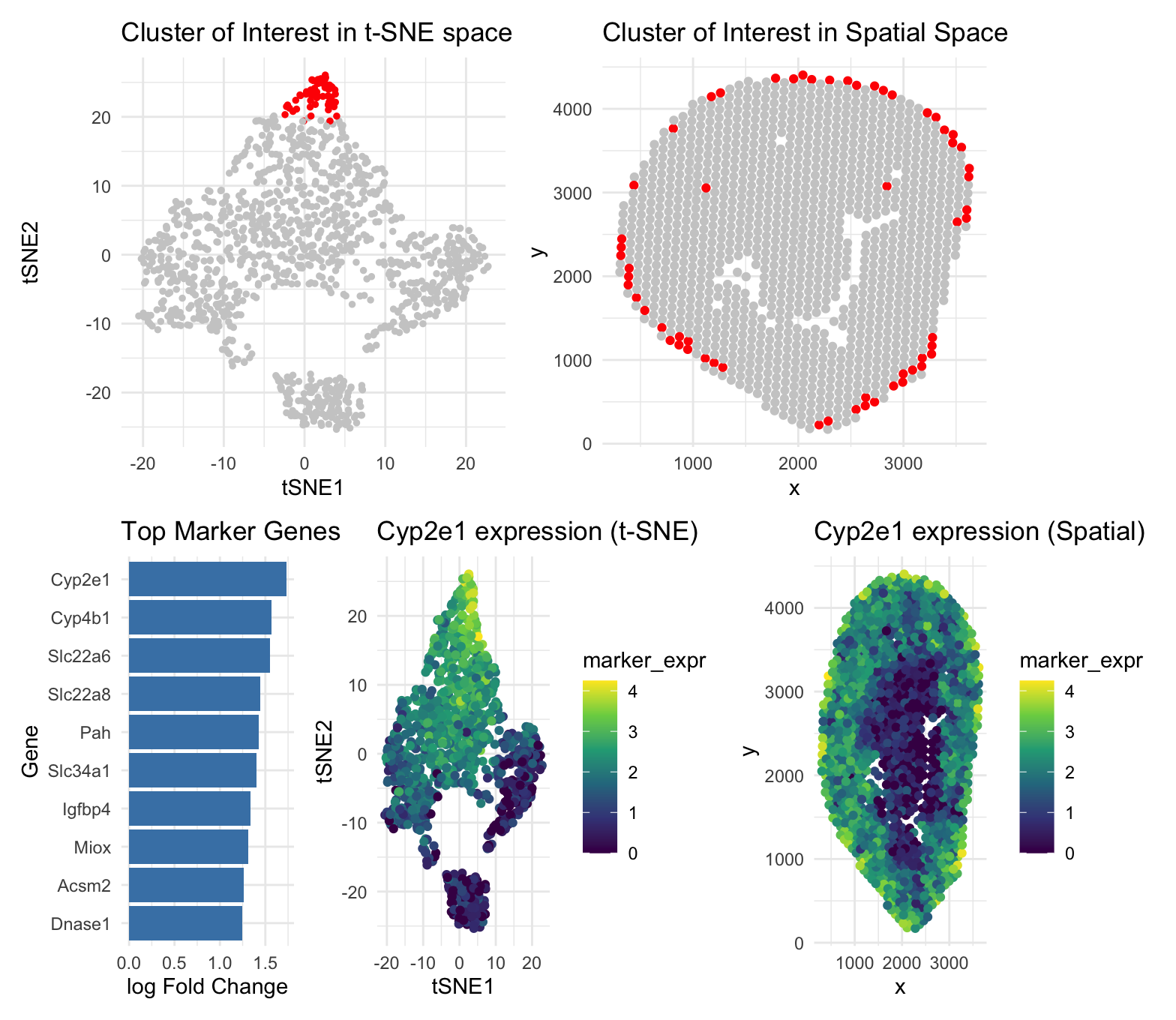 Identification and Spatial Characterization of a Transcriptionally Distinct Cell Cluster 