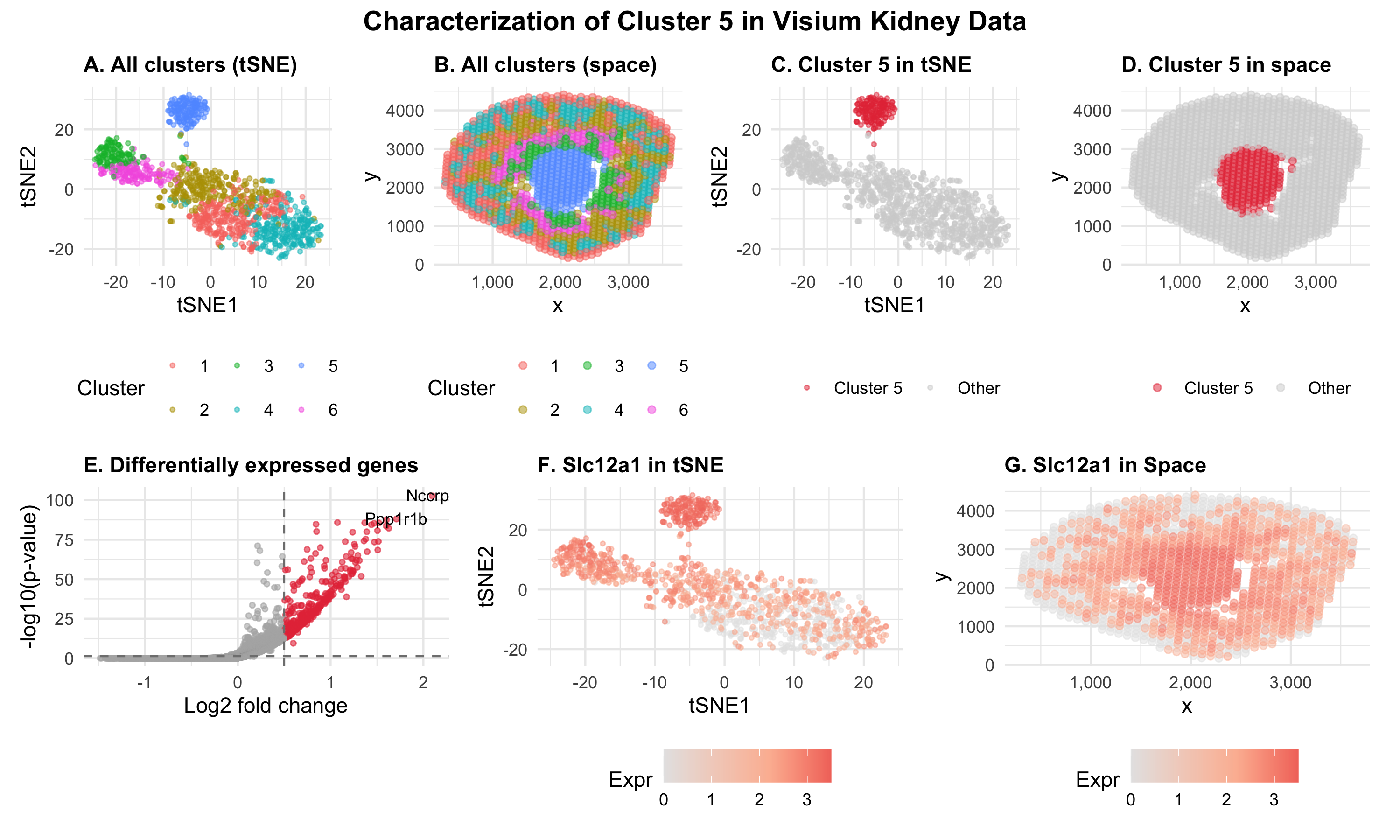 Identification of Thick Ascending Limb Cells in Visium Spatial Transcriptomics of Mouse Kidney