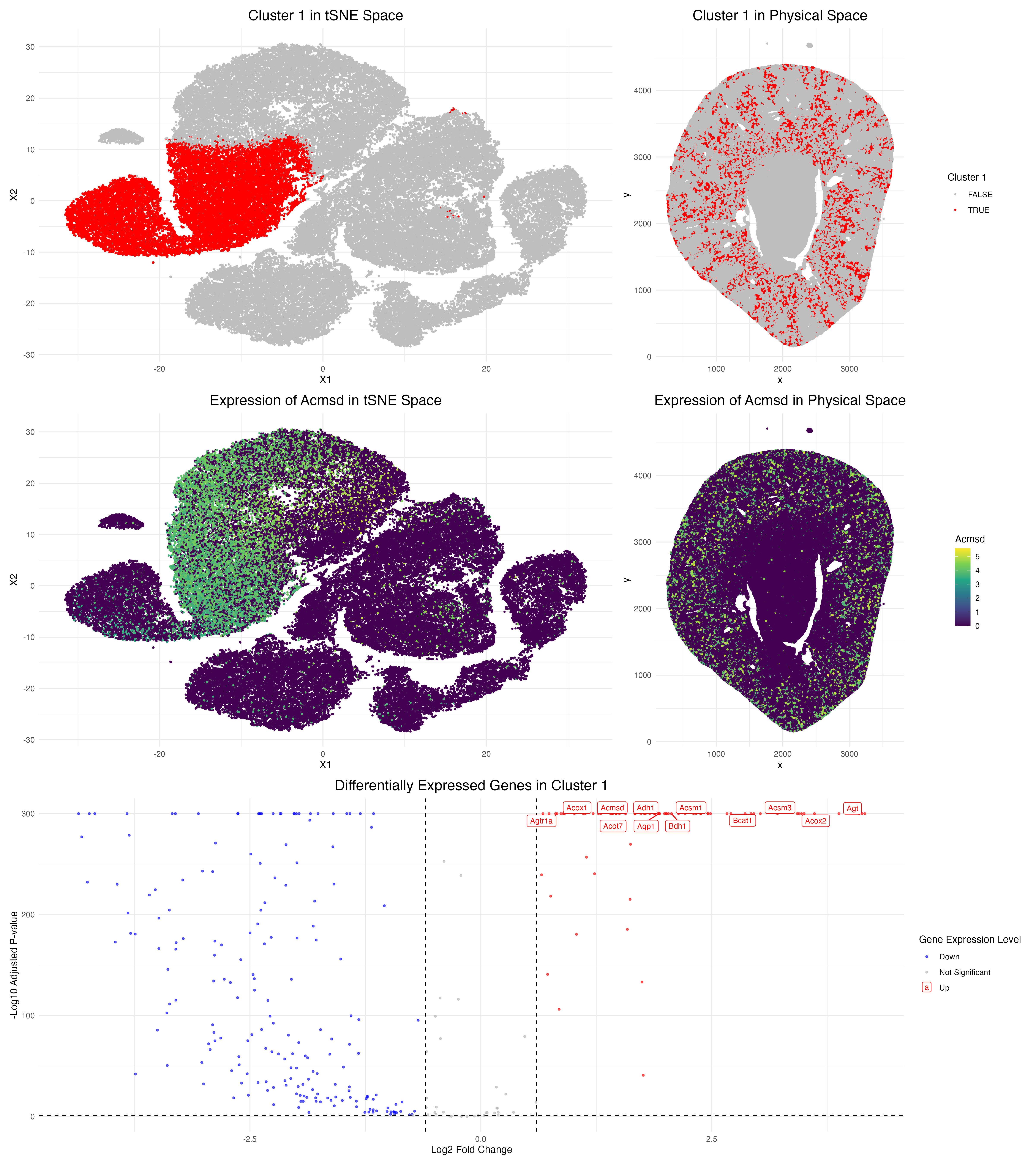 Identification of Proximal Tubule Cells in Kidney Tissue